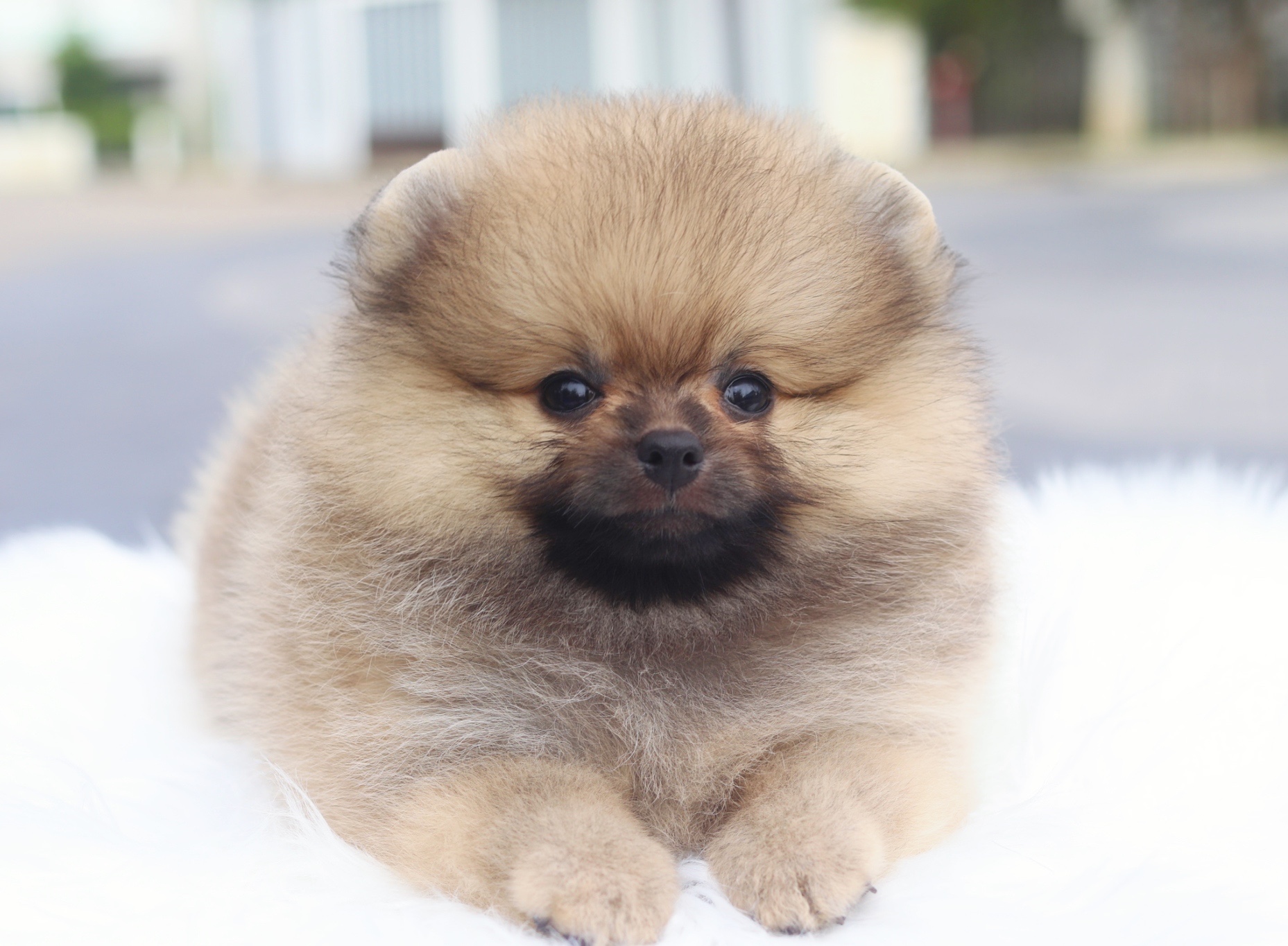 ปอมเมอเรเนียน เพศผู้สีส้ม