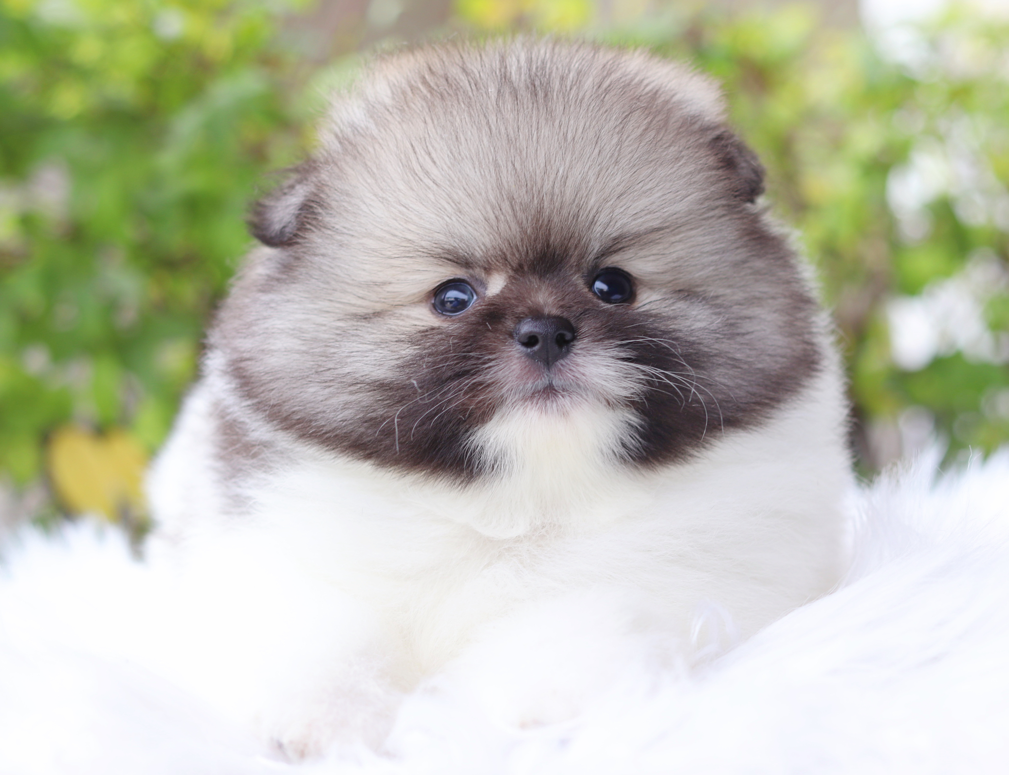 ปอมเมอเรเนียน เพศผู้สีแฟนซี