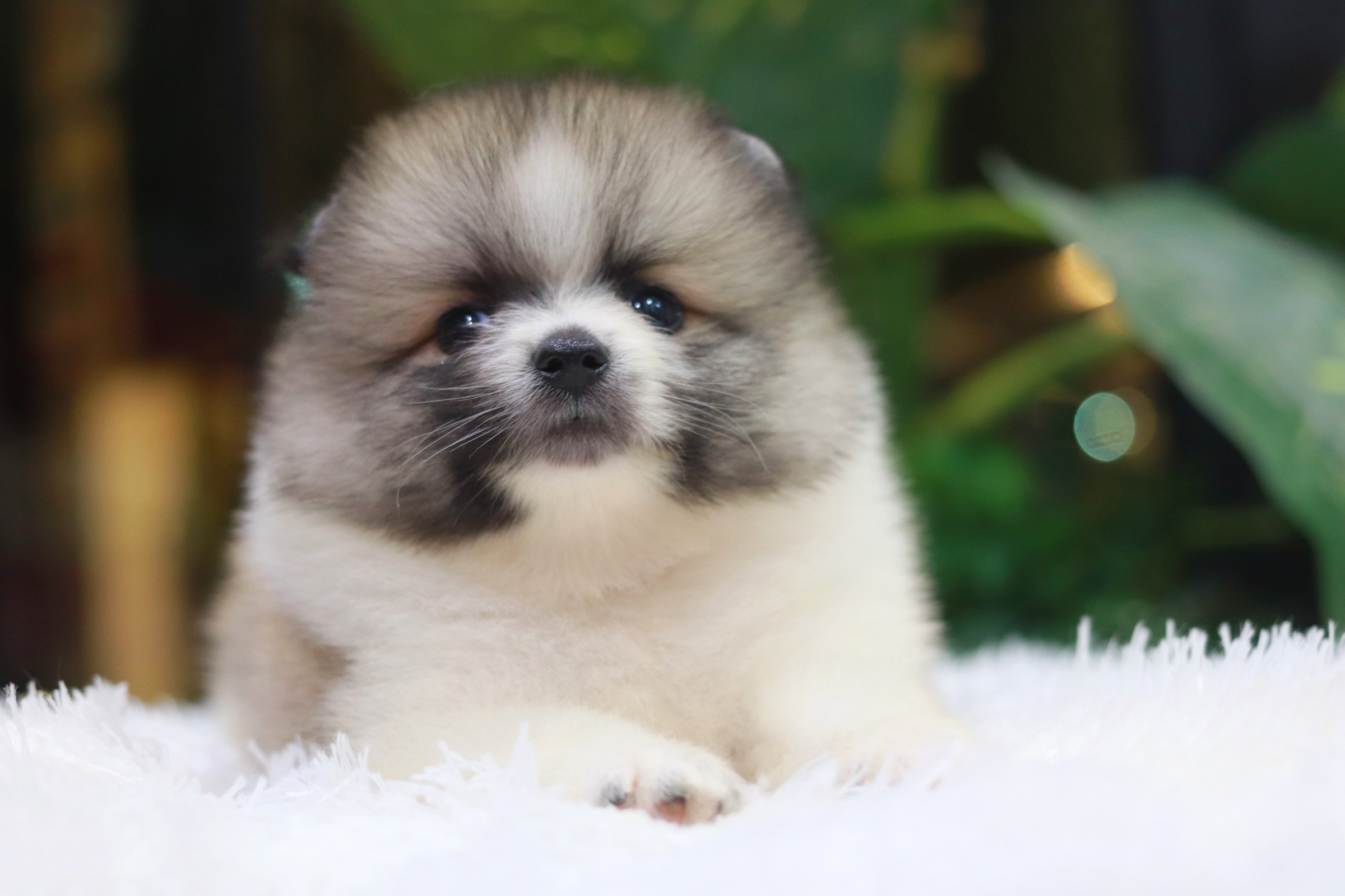 ปอมเมอเรเนียน เพศผู้ แฟนซี