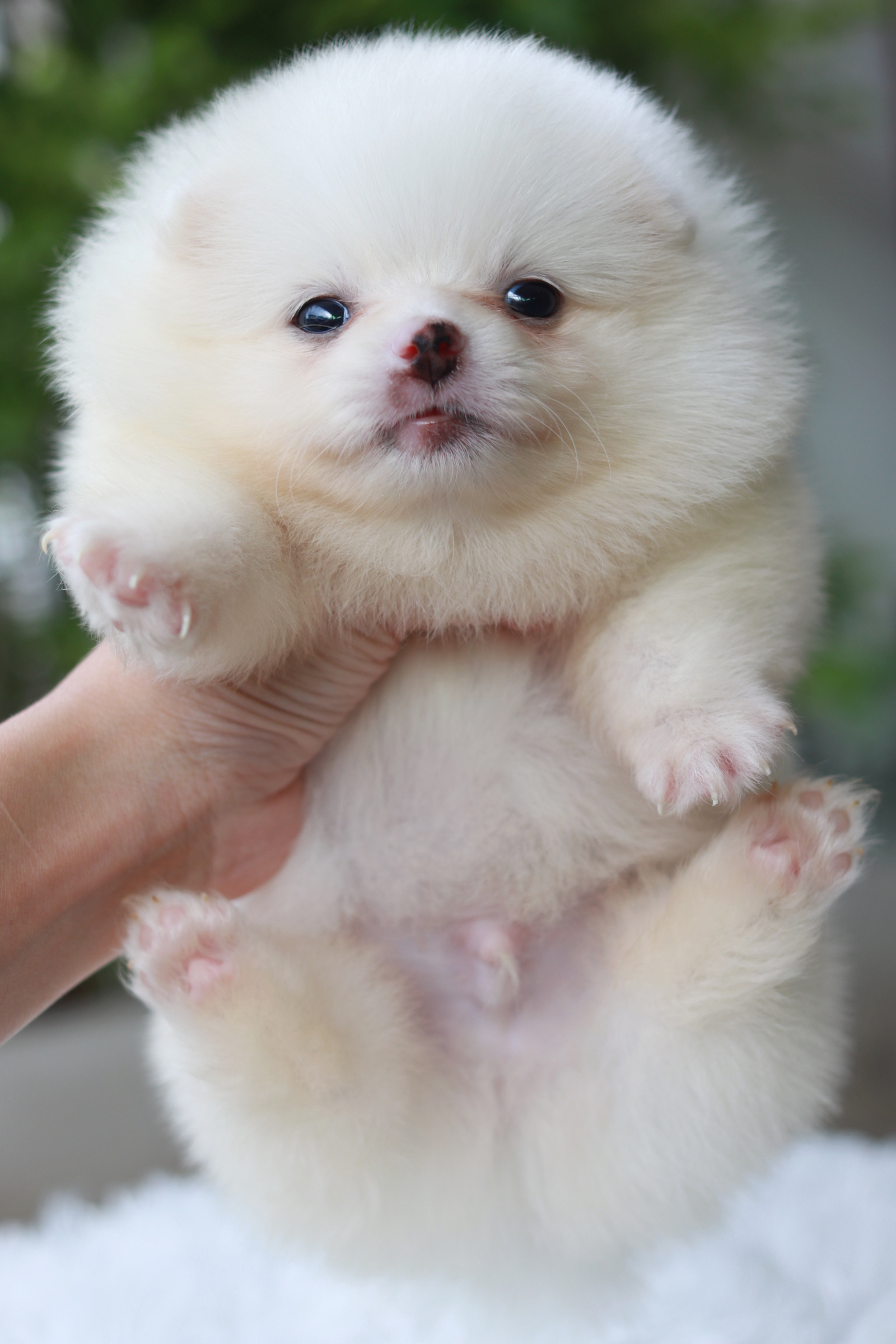 ปอมเมอเรเนียน เพศผู้ หน้าฟ็อก