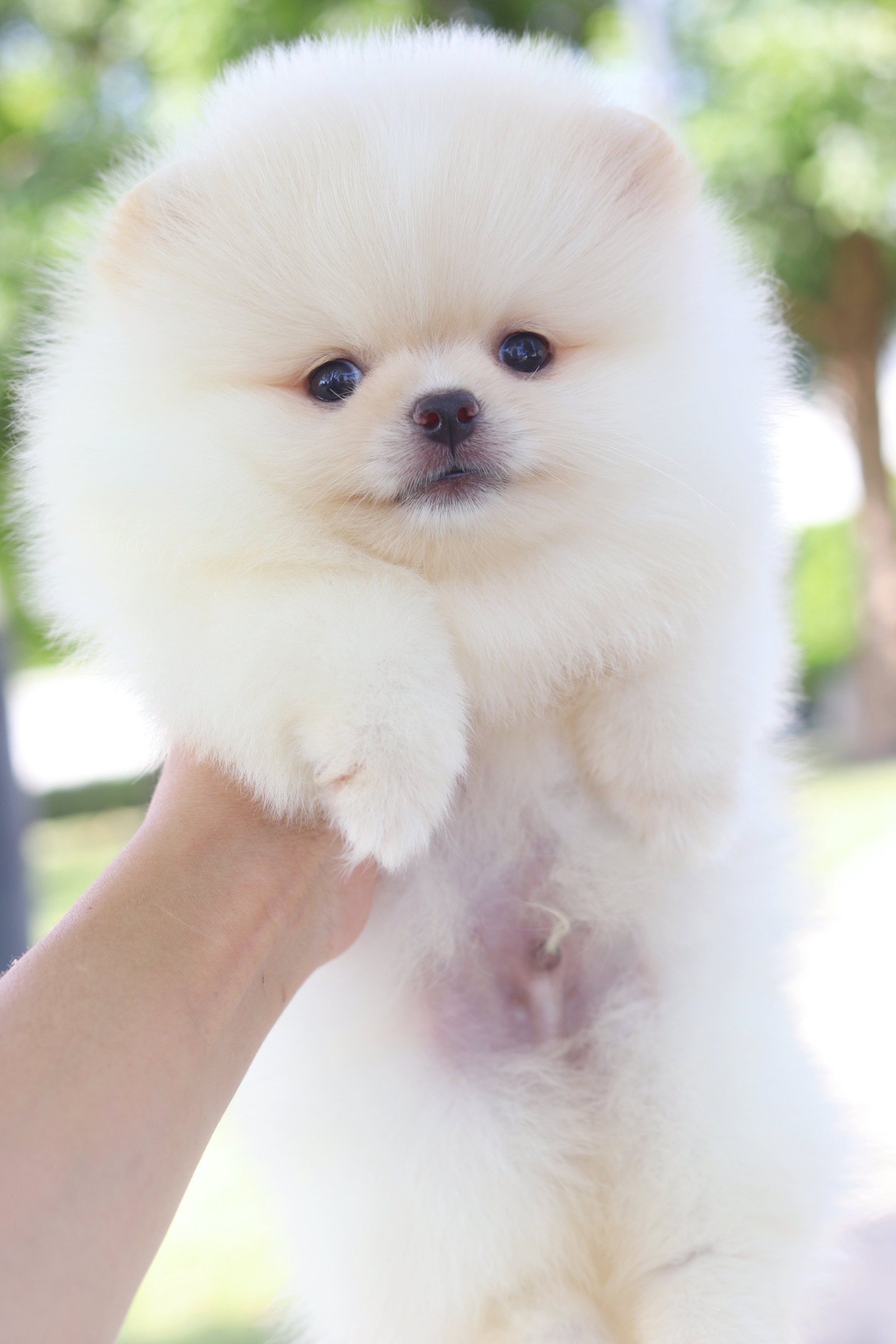 ปอมเมอเรเนียน เพศผู้สีขาวครีมเกรดโชว์