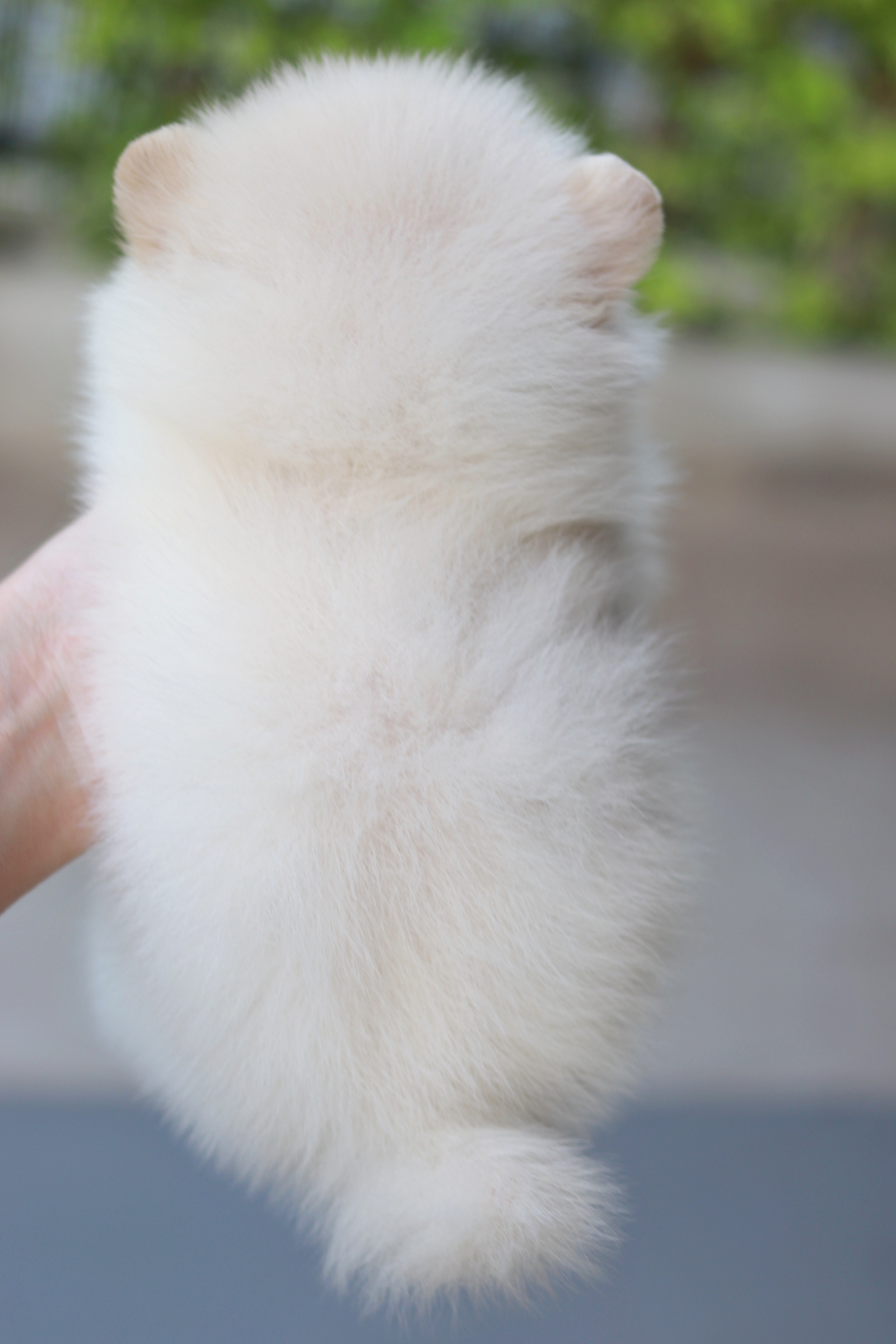 ปอมเมอเรเนียน เพศผู้ ขาวครีม