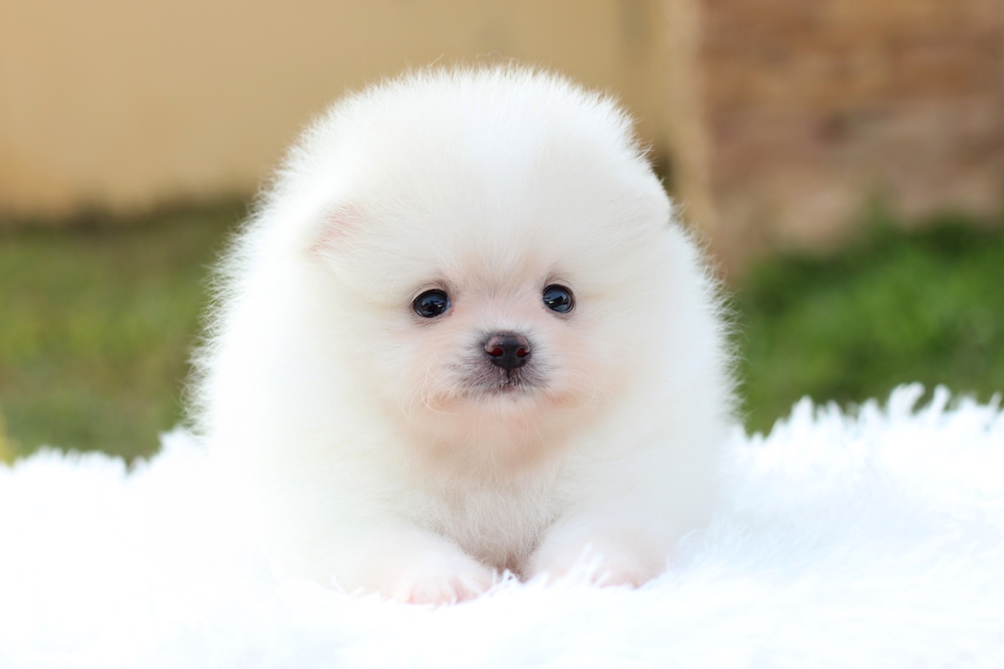 ปอมเมอเรเนียน เพศผู้ ขาวครีม