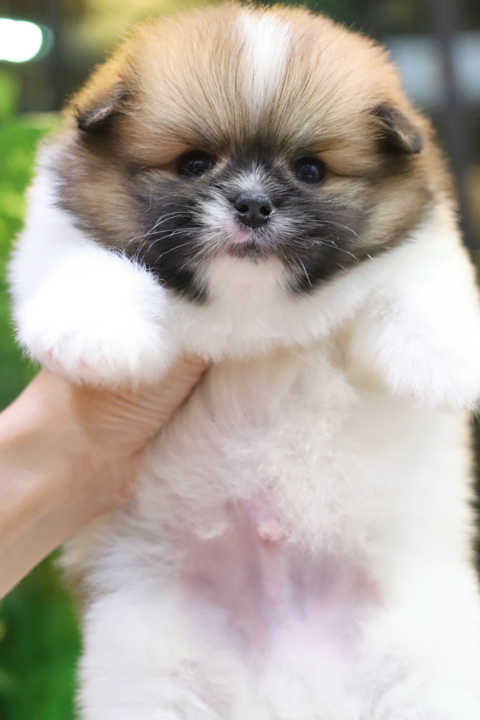 ปอมเมอเรเนียน เพศผู้แฟนซี