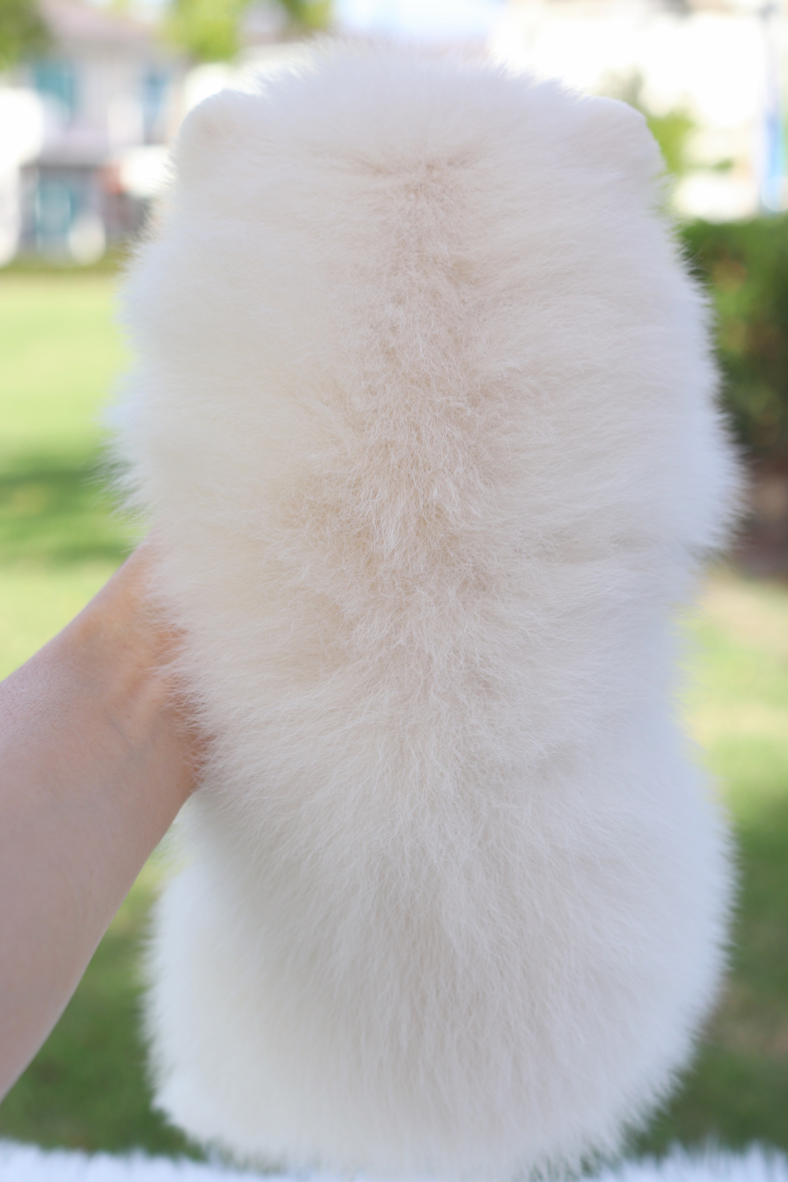 ปอมเมอเรเนียน เพศเมียสีขาวครีม