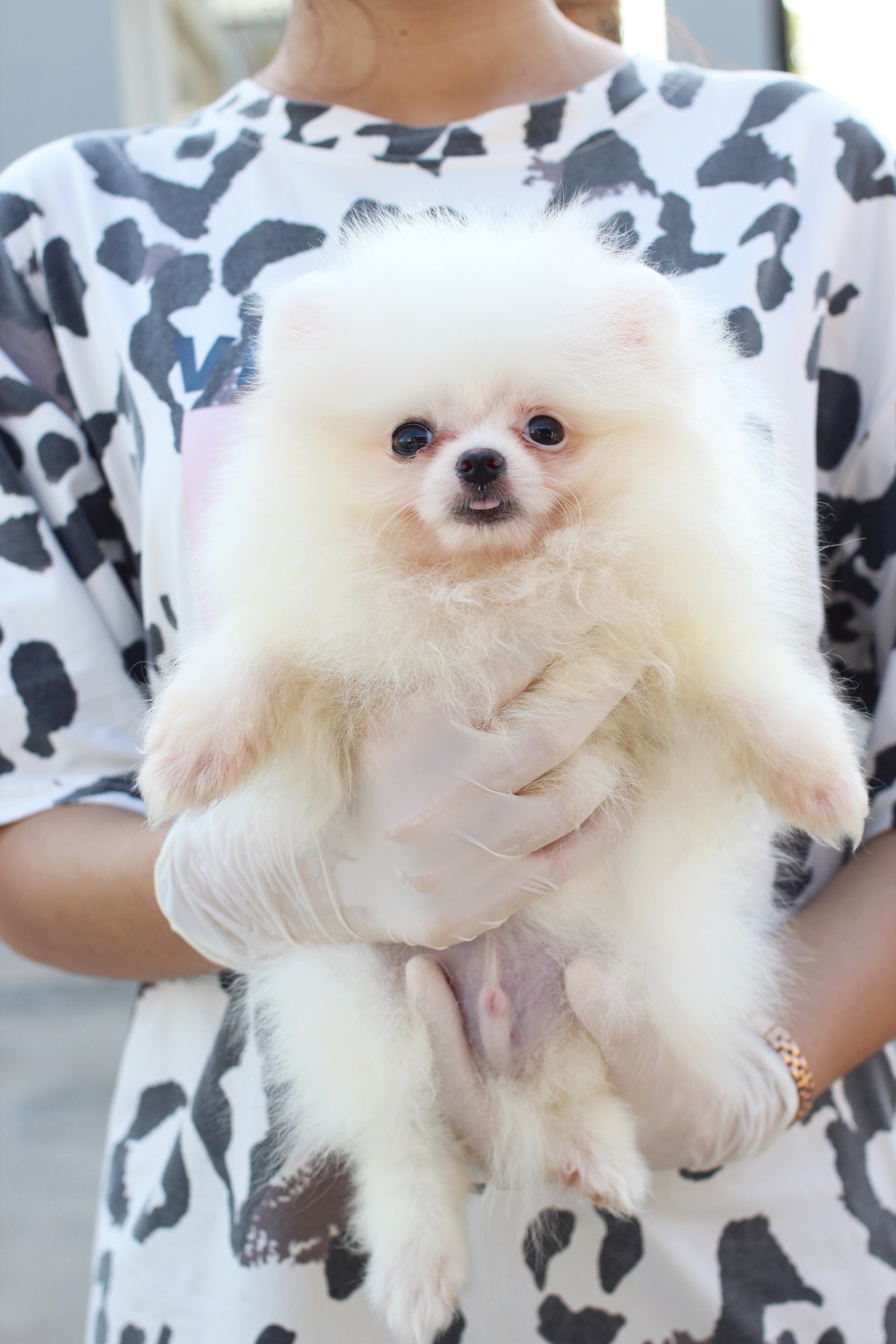 ปอมเมอเรเนียน เพศผู้ สีขาวครีม