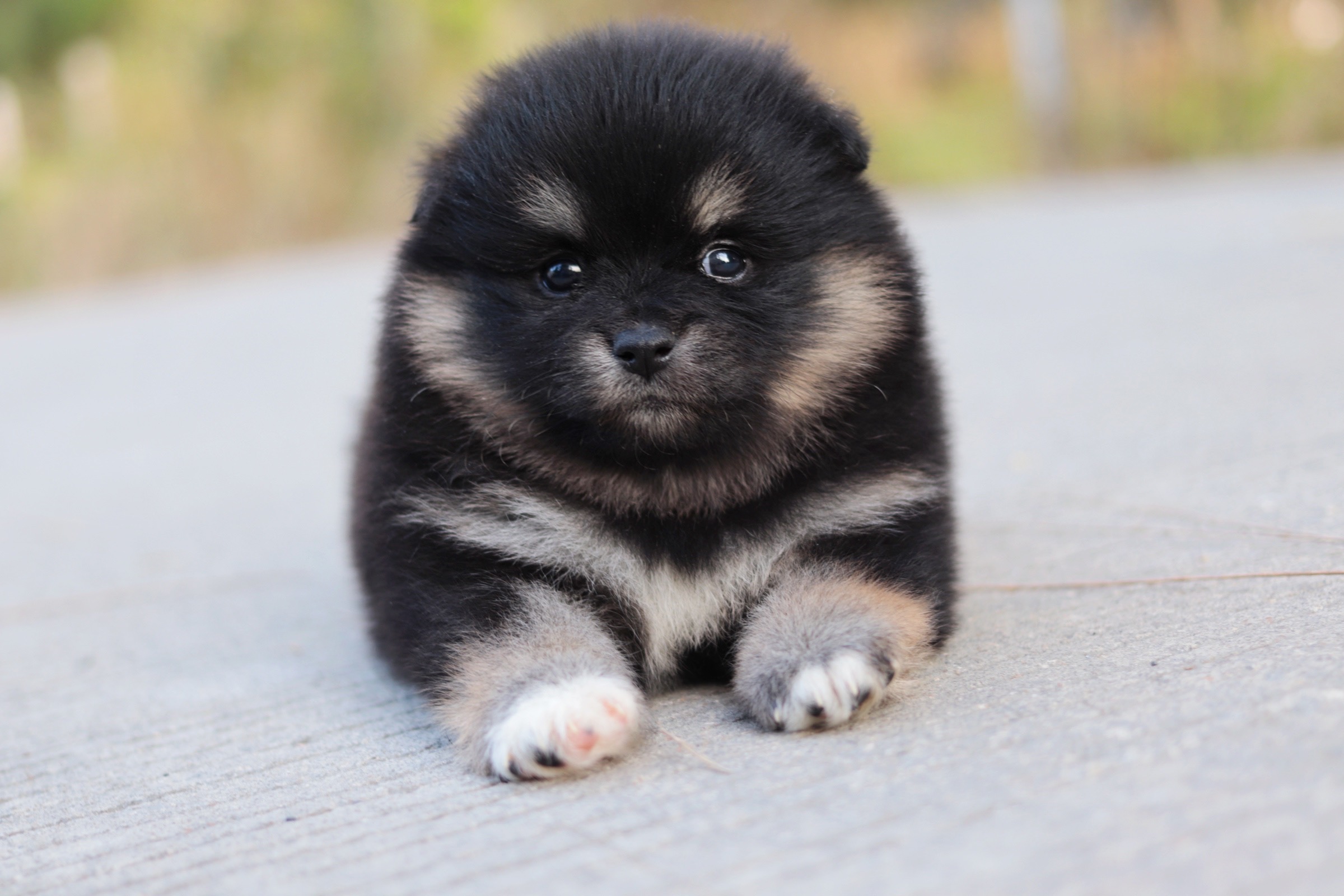 ปอมเมอเรเนียน เพศเมียแบล็คแทน