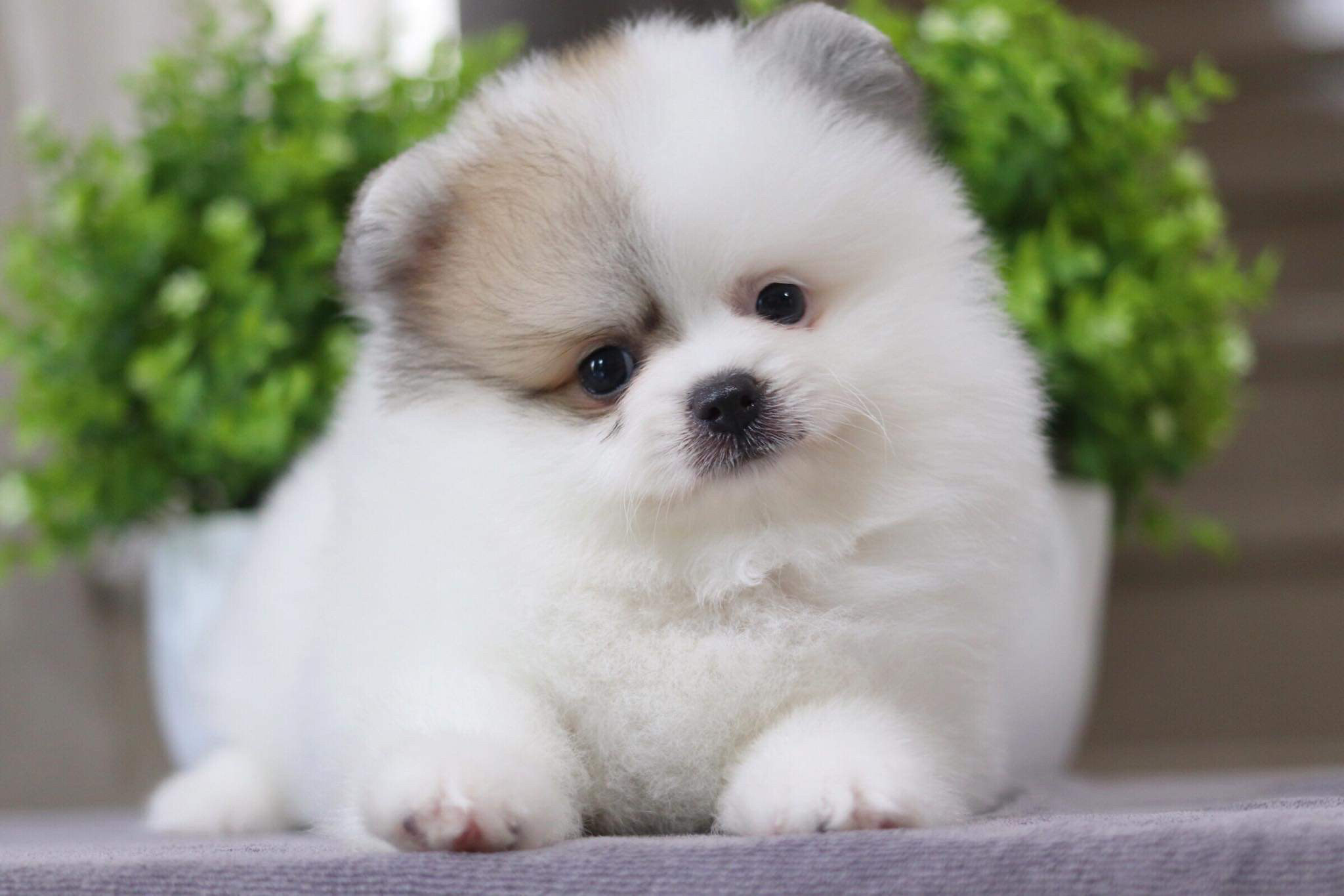 ปอมเมอเรเนียน เพศผู้