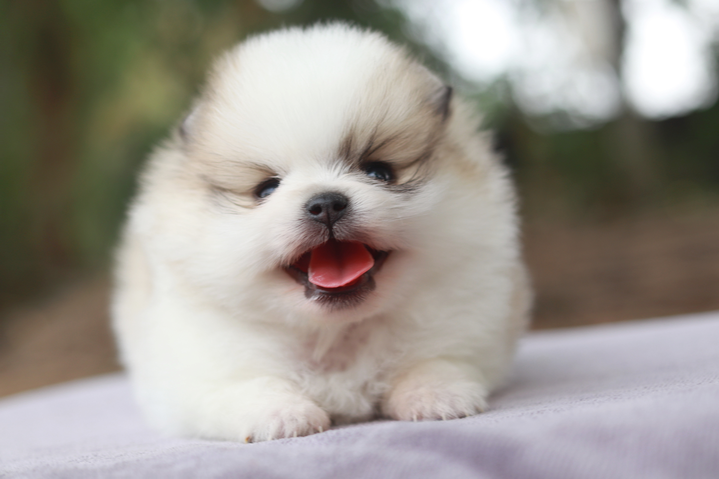 ปอมเมอเรเนียน เพศผู้ แฟนซี