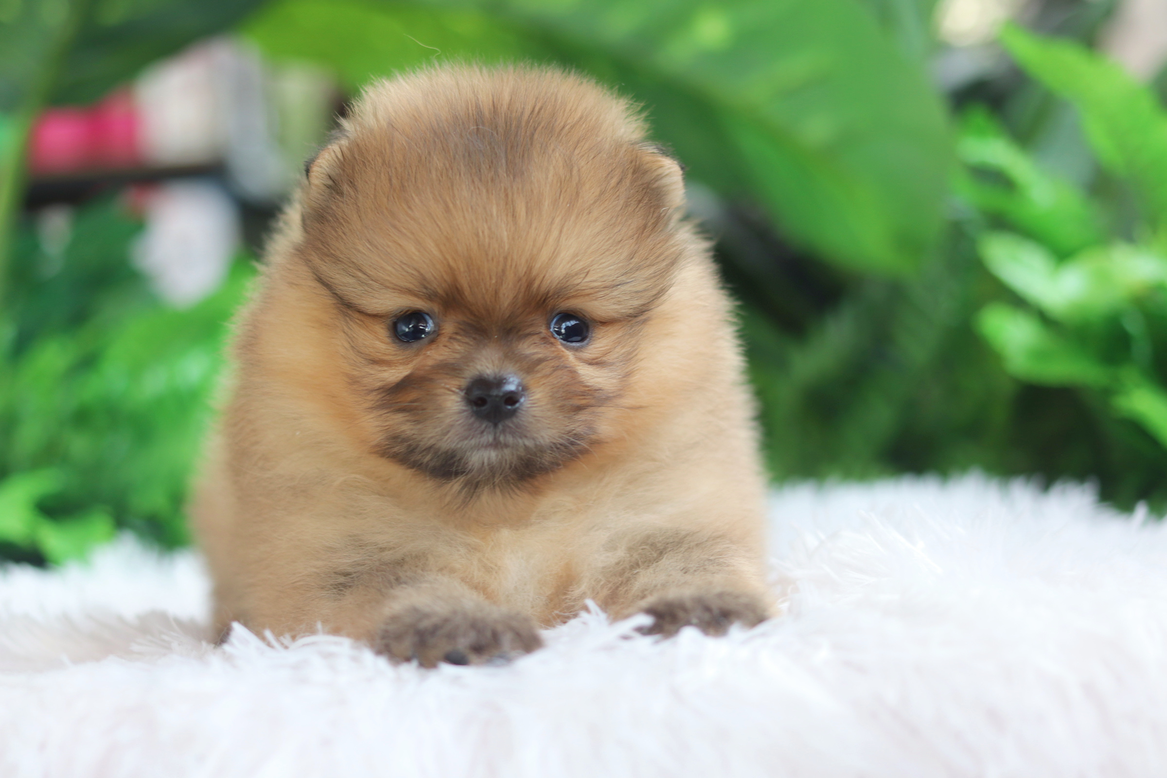 ปอมเมอเรเนียน เพศผู้ สีส้ม