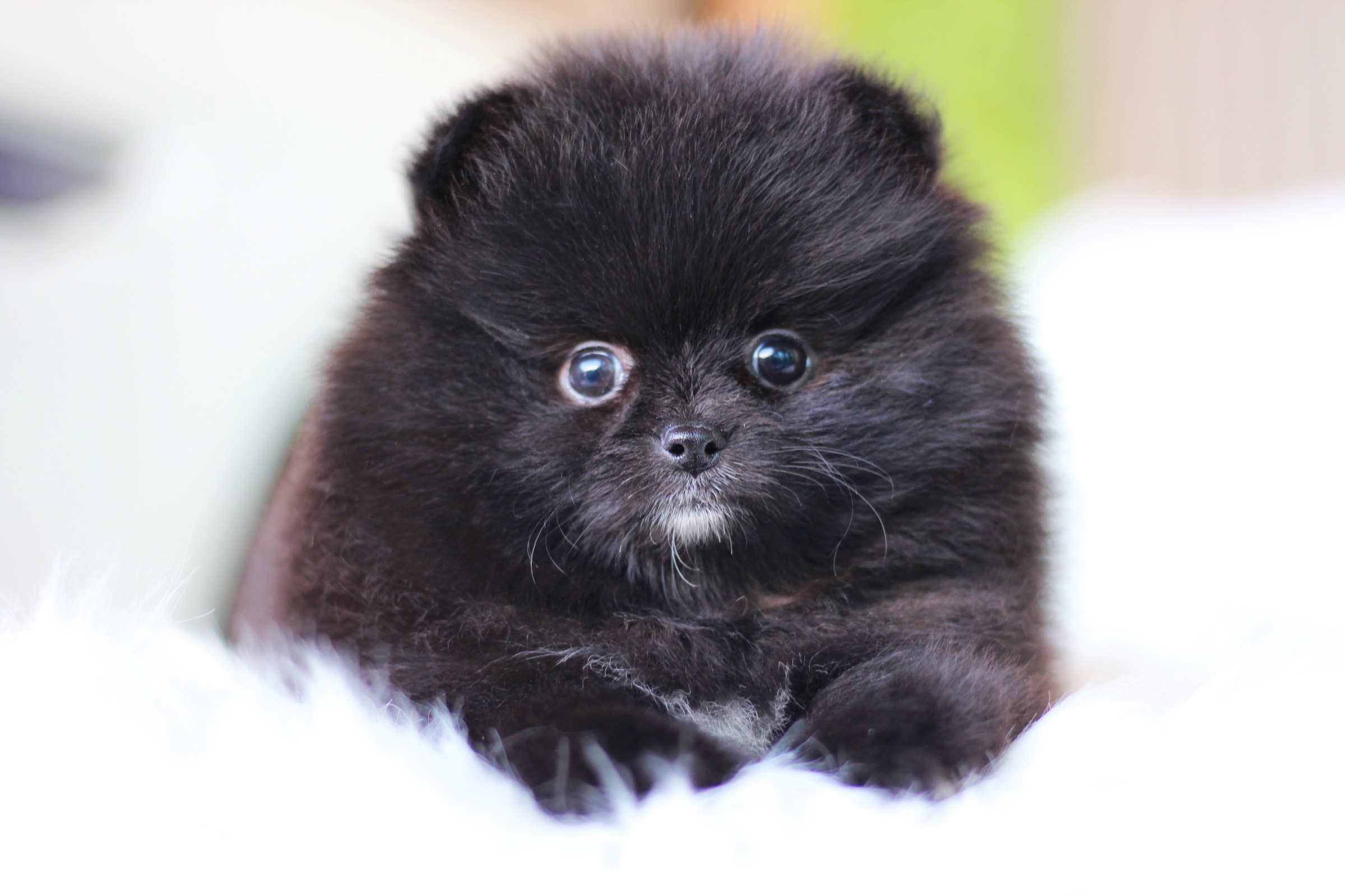 ปอมเมอเรเนียน เพศผู้ สีดำ