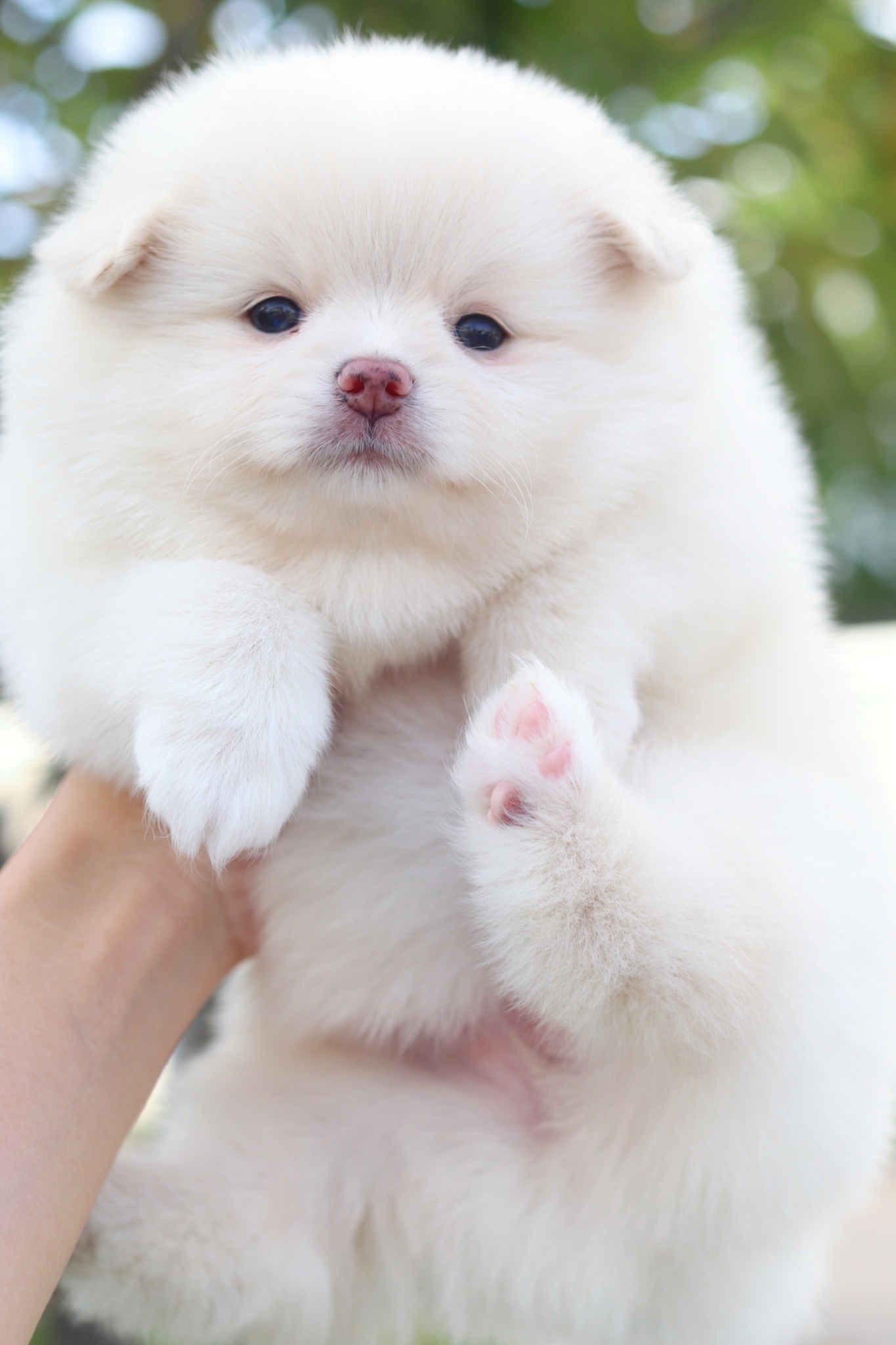 ปอมเมอเรเนียน เพศเมียสีขาวครีม