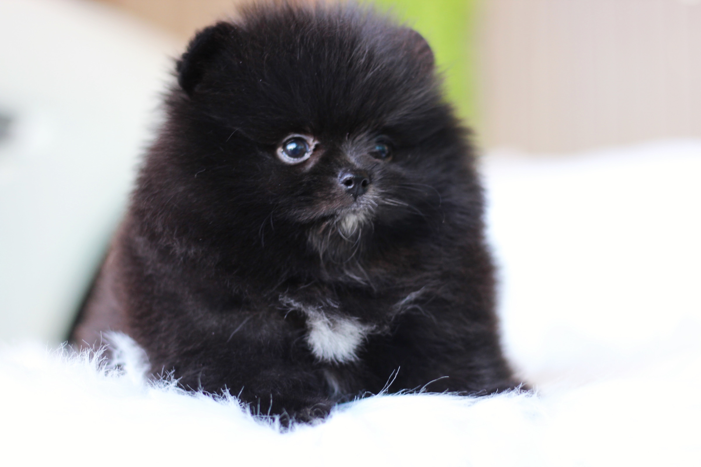 ปอมเมอเรเนียน เพศเมียสีดำ