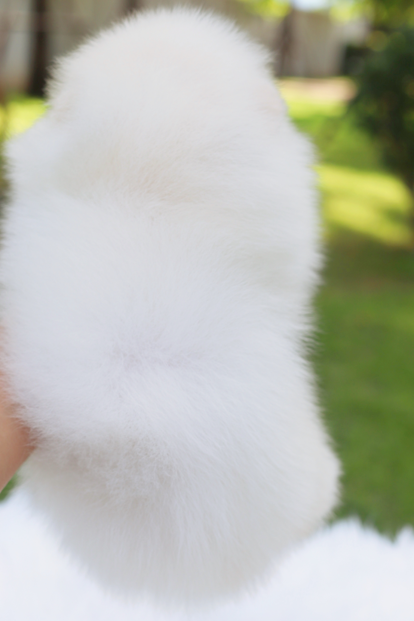 ปอมเมอเรเนียน เพศผู้สีขาวครีม