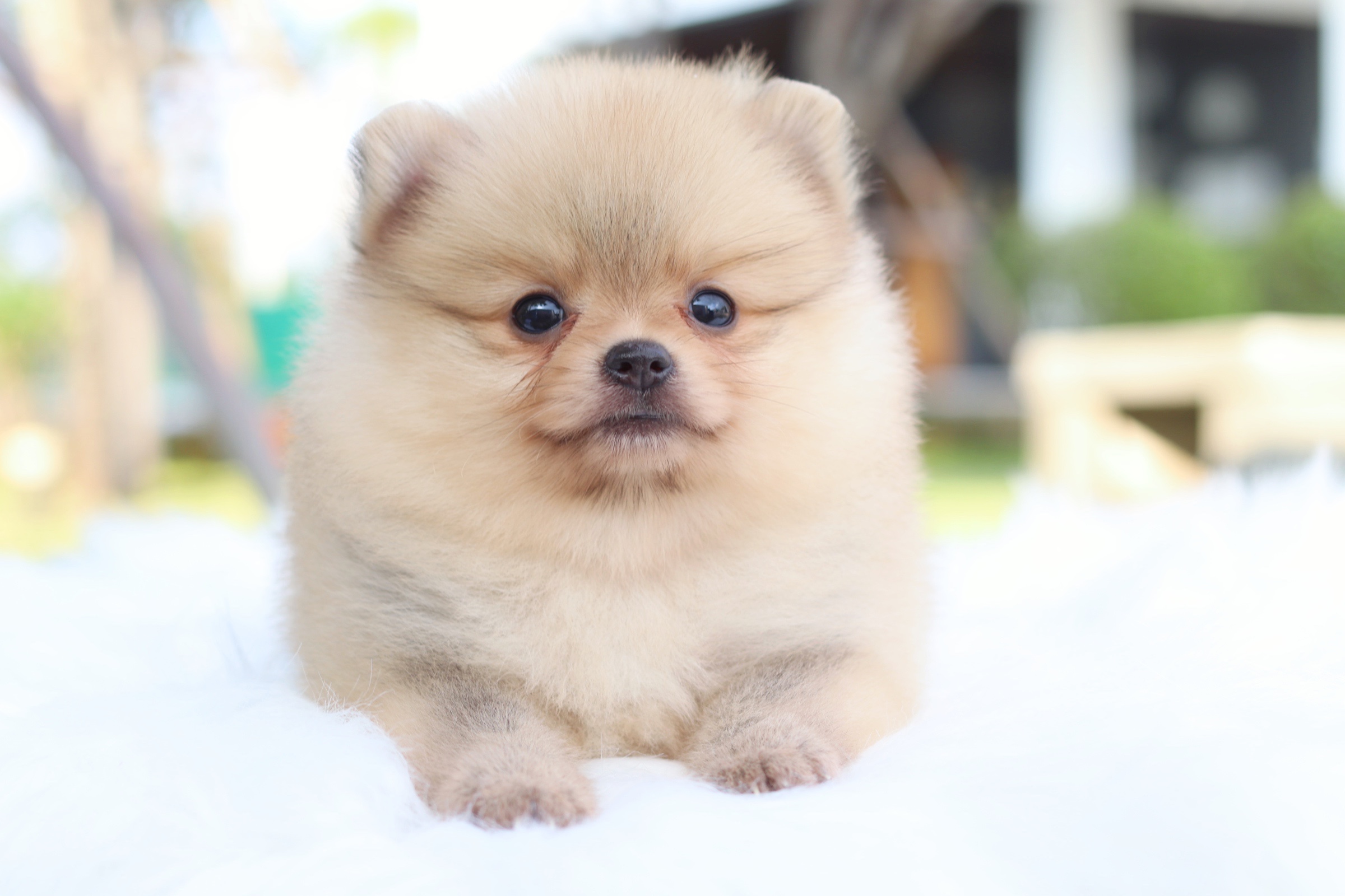 ปอมเมอเรเนียน เพศผู้สีส้ม