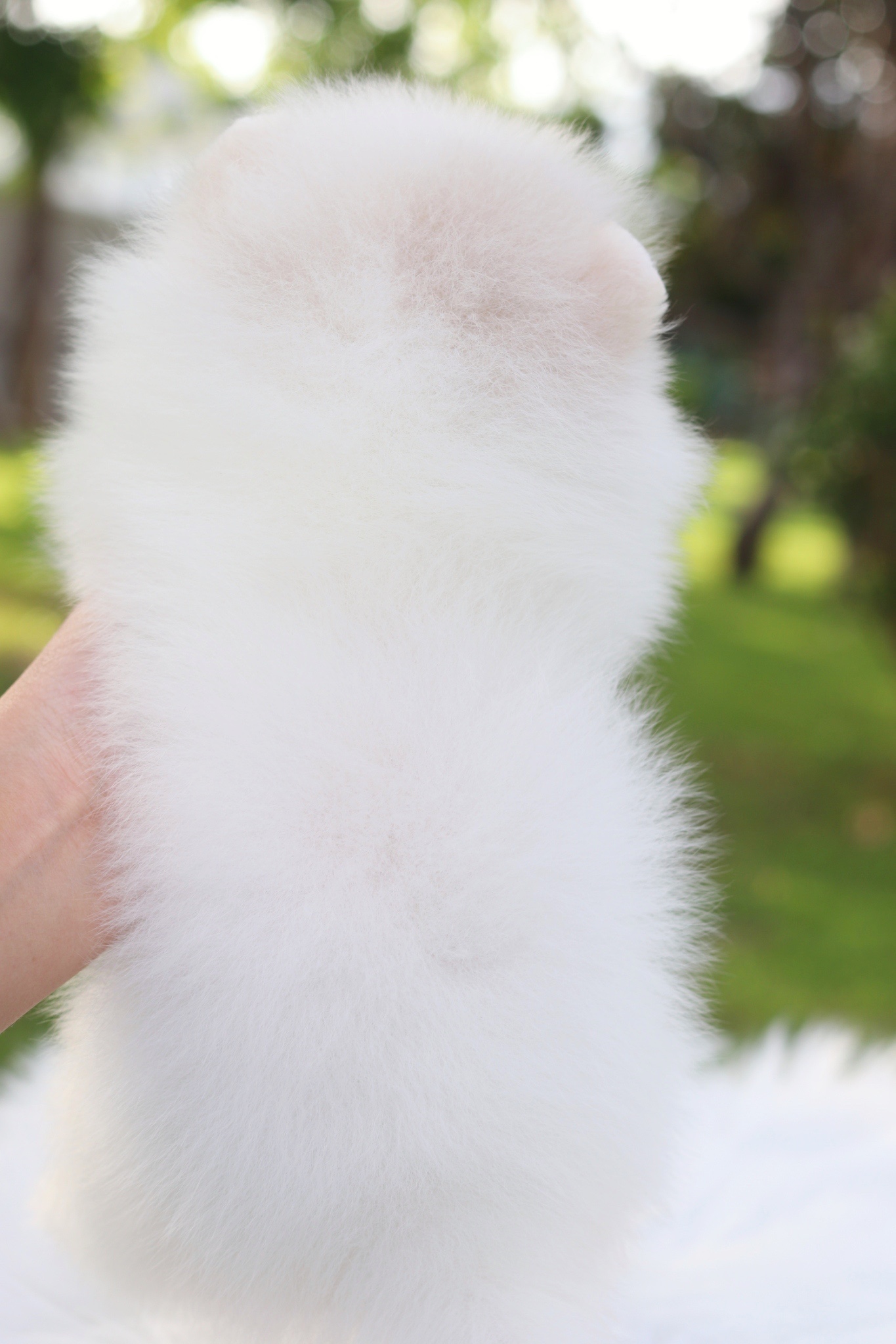 ปอมเมอเรเนียน เพศเมียสีขาวครีมเกรดโชว์