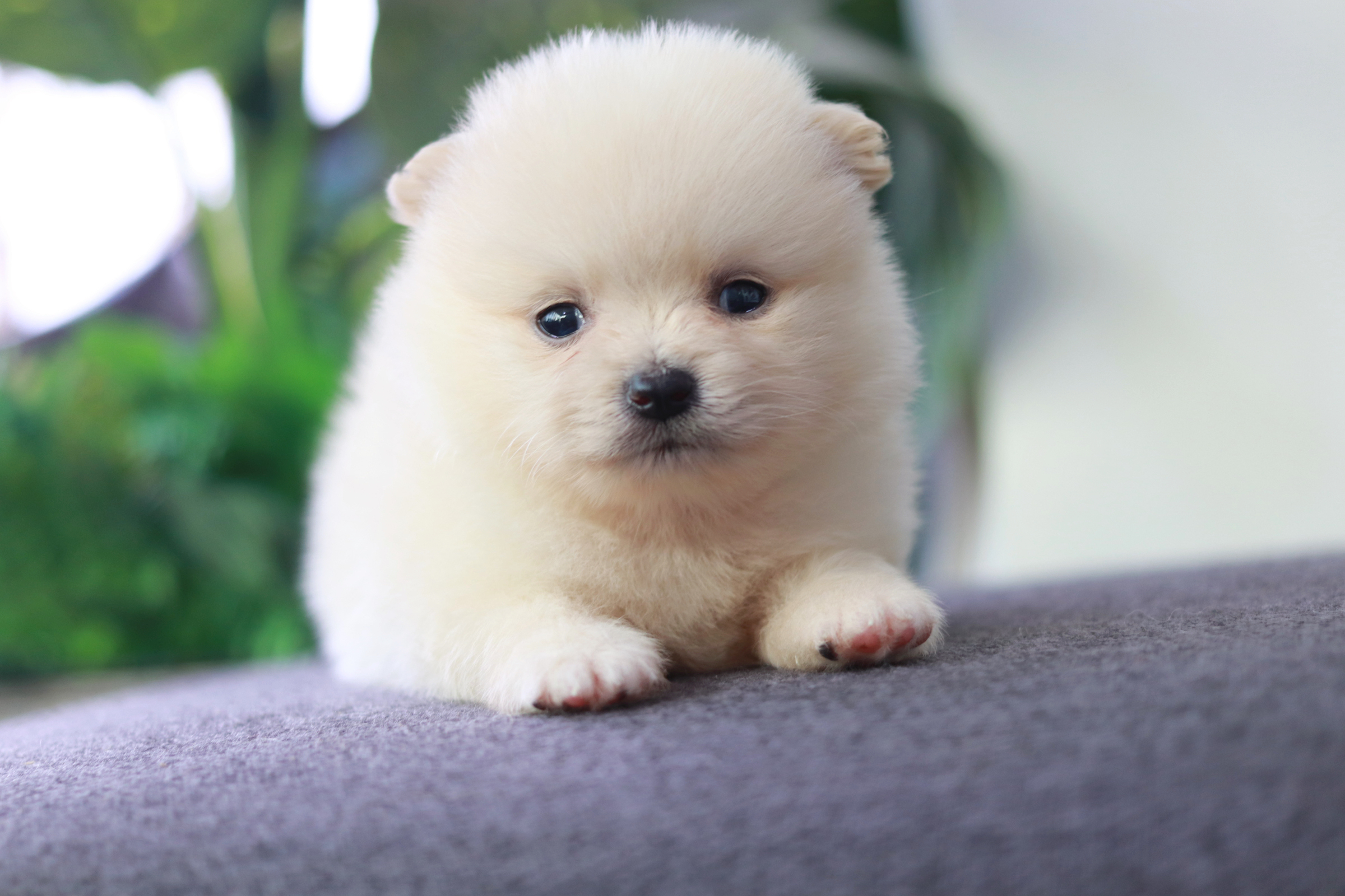 ปอมเมอเรเนียน เพศเมีย