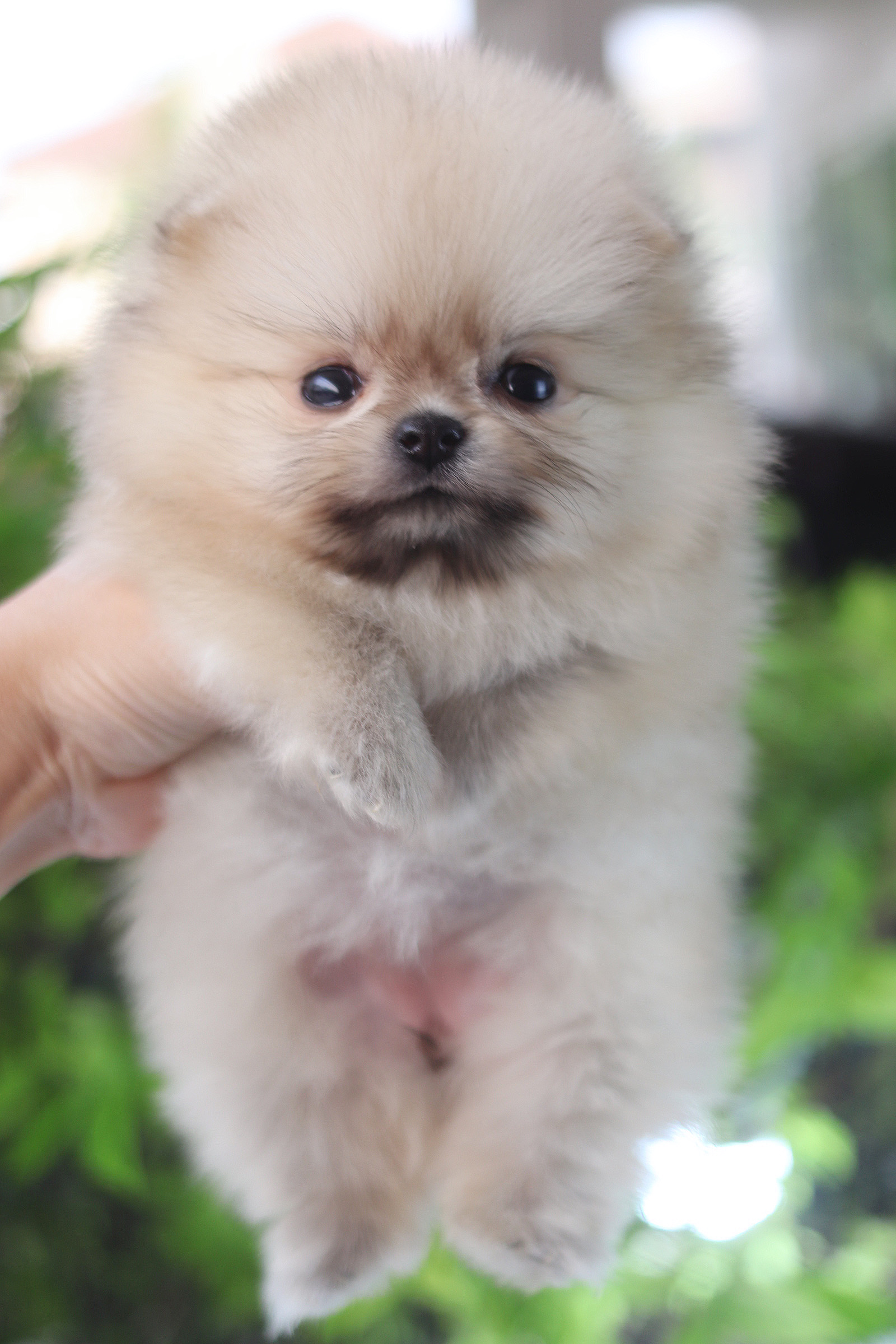 ปอมเมอเรเนียน เพศเมียสีส้ม เกรดโชว์