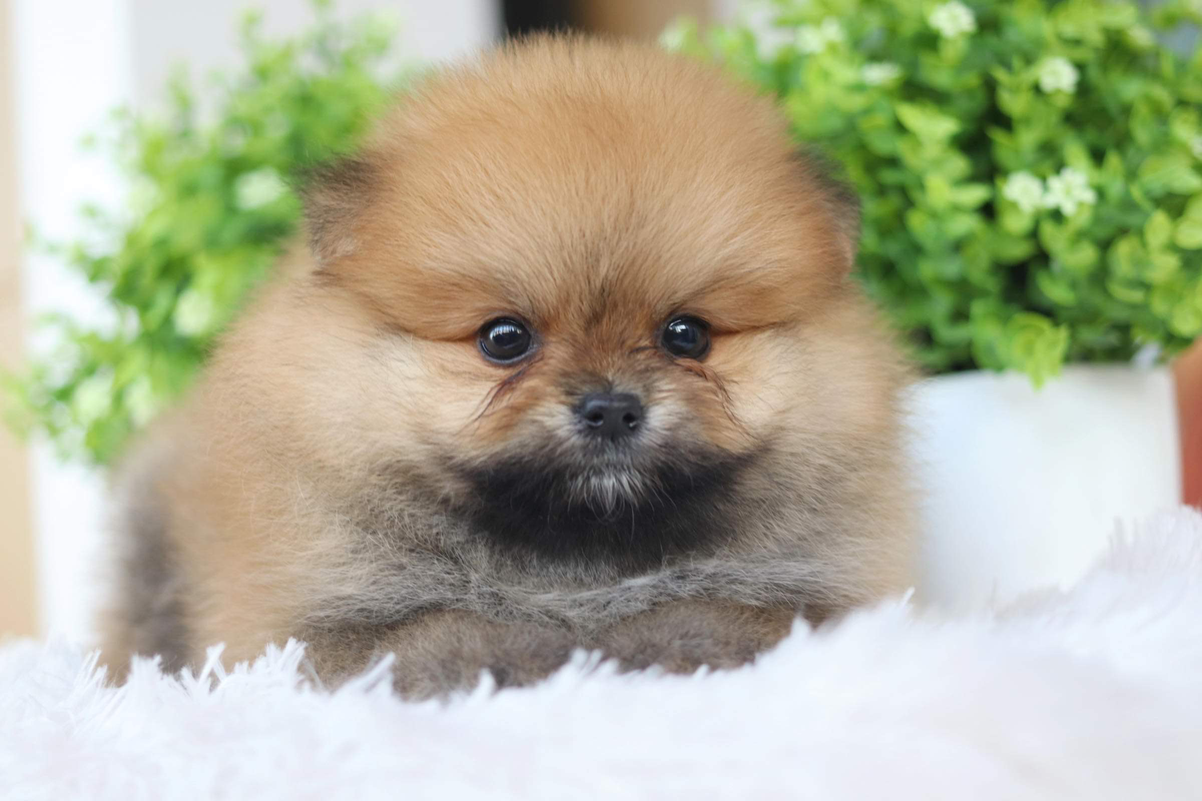 ปอมเมอเรเนียน เพศผู้