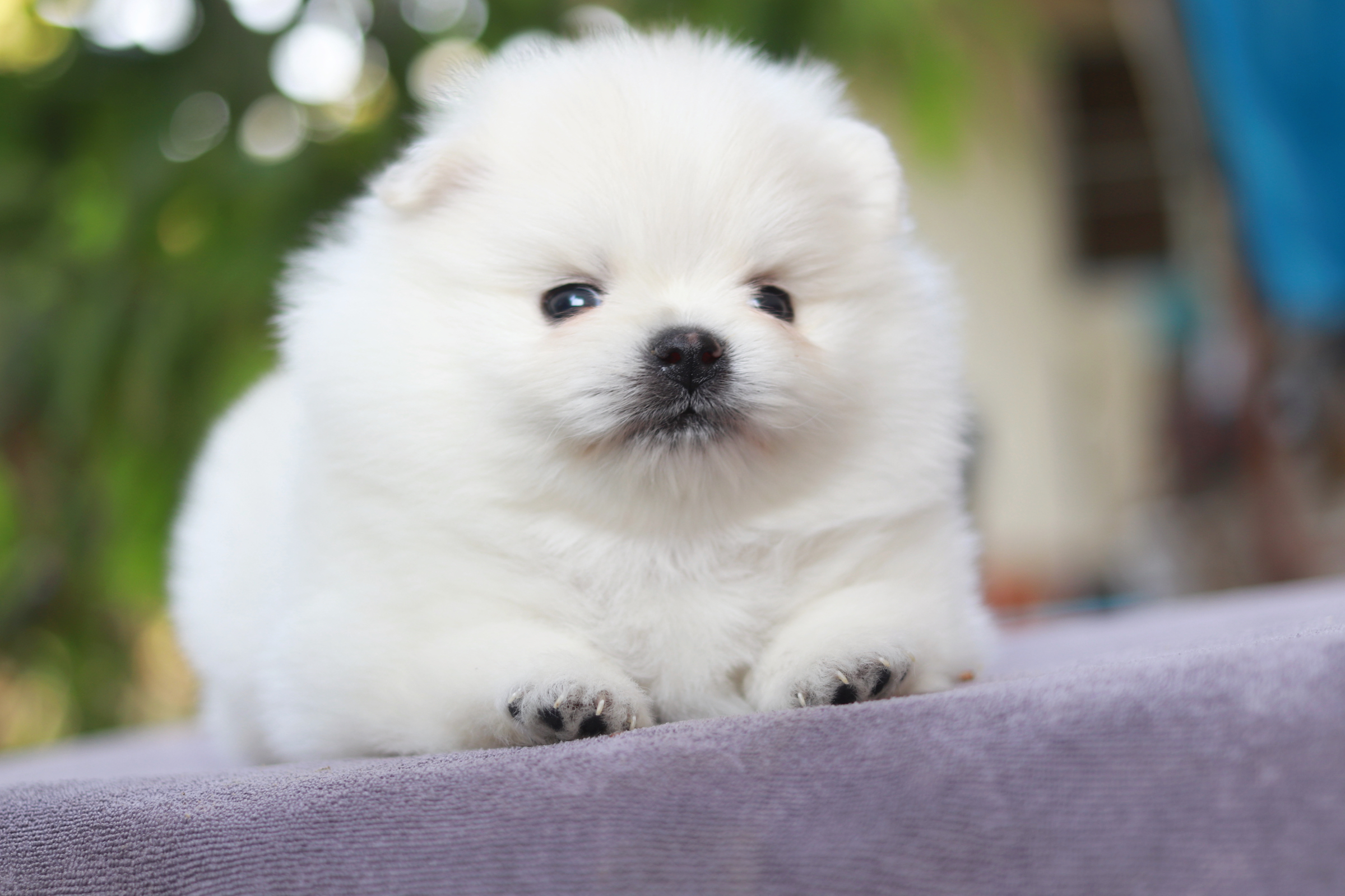 ปอมเมอเรเนียน เพศผู้ขาว