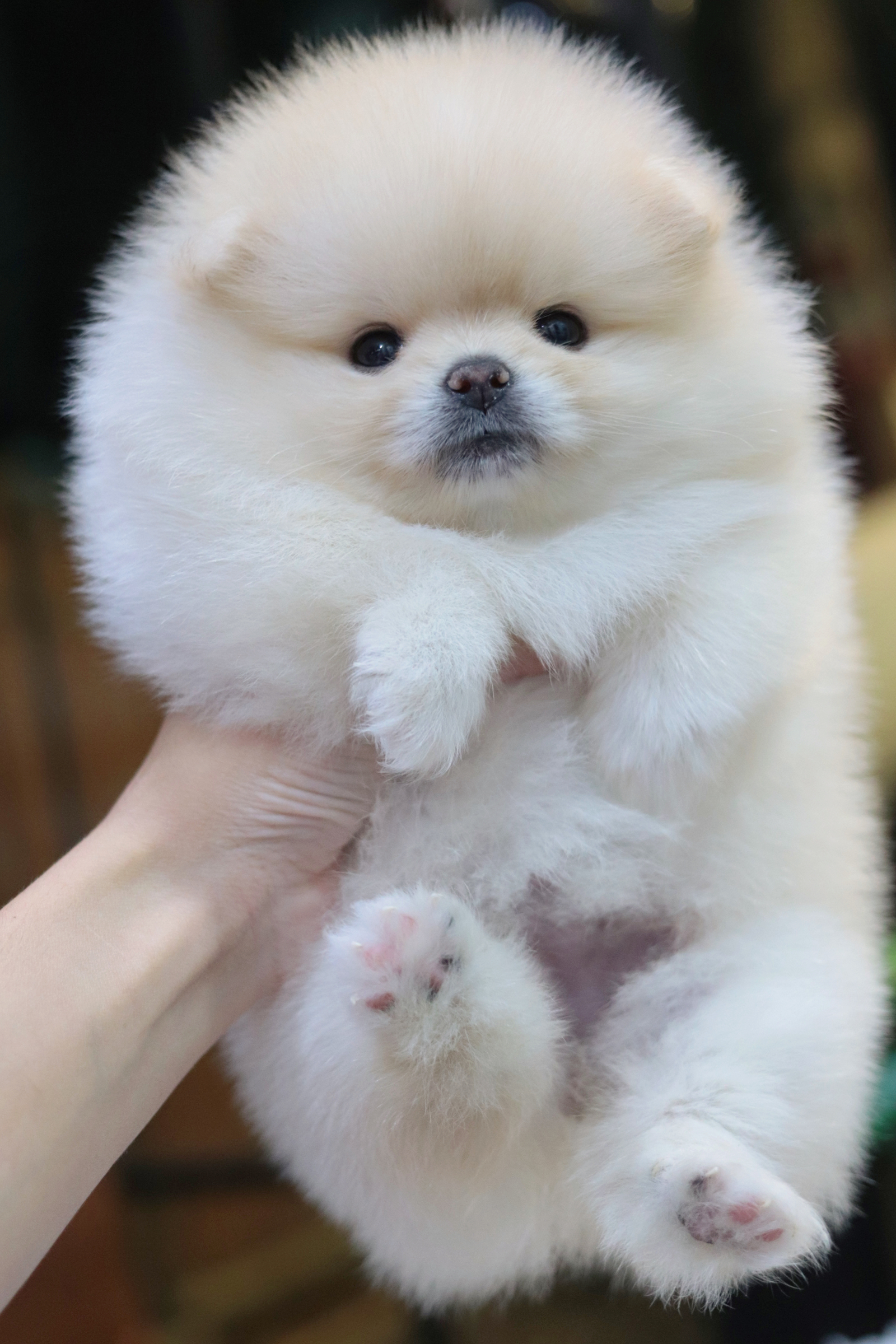 ปอมเมอเรเนียน เพศเมีย สีขาวครีม เกรดโชว์ ขนแน่นสาวเลือดดี