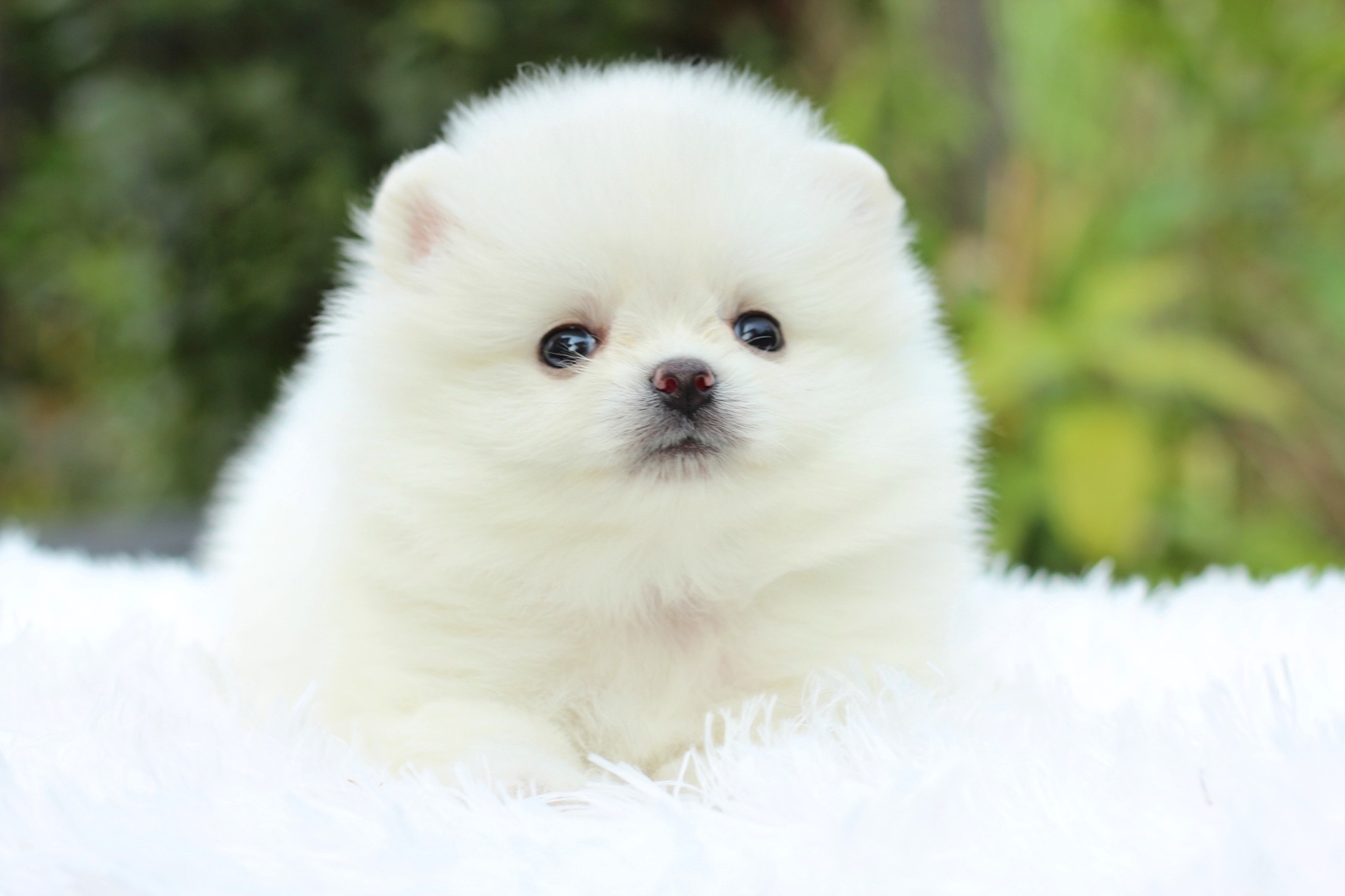 ปอมเมอเรเนียน เพศผู้ ขาวครีม