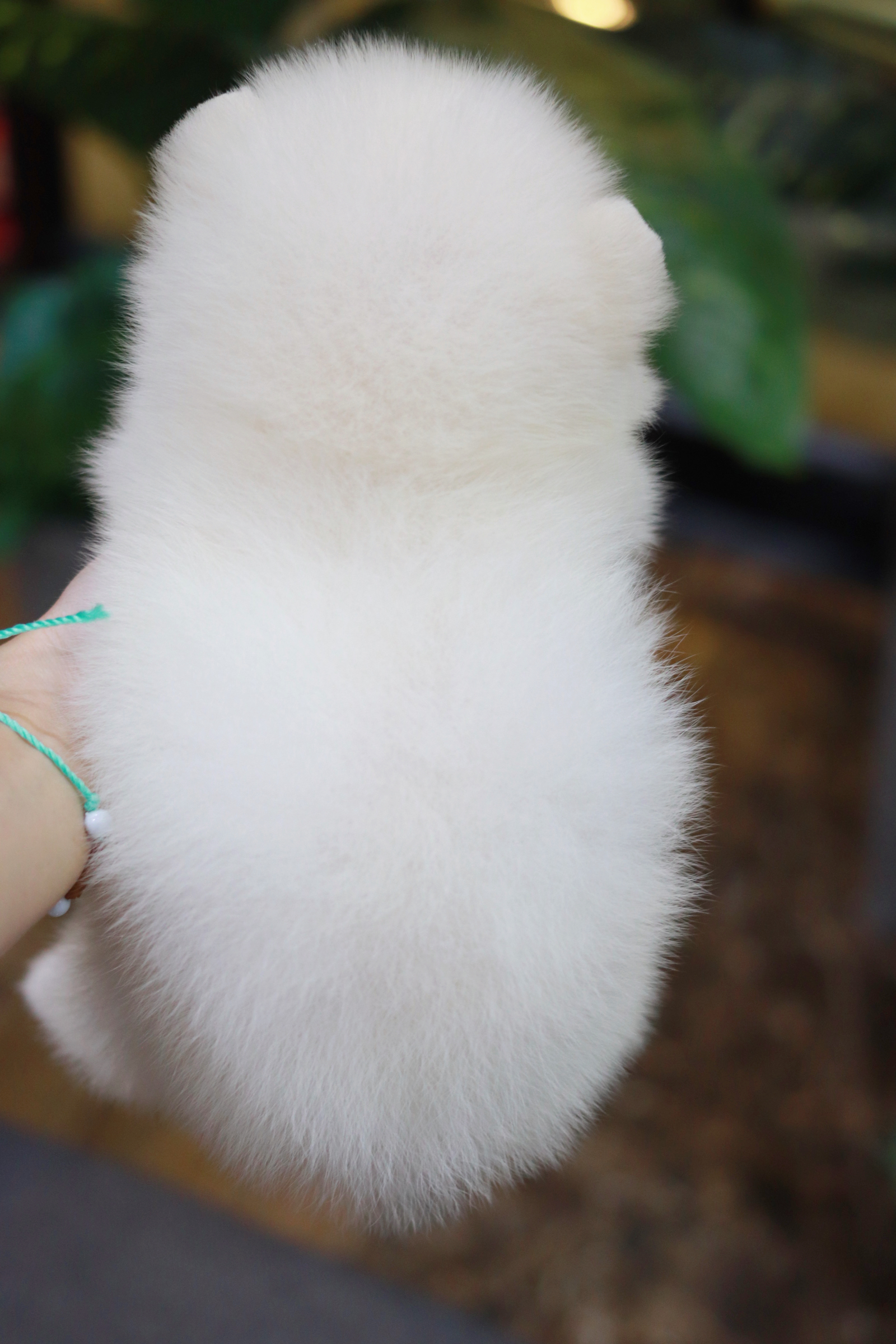 ปอมเมอเรเนียน เพศผู้