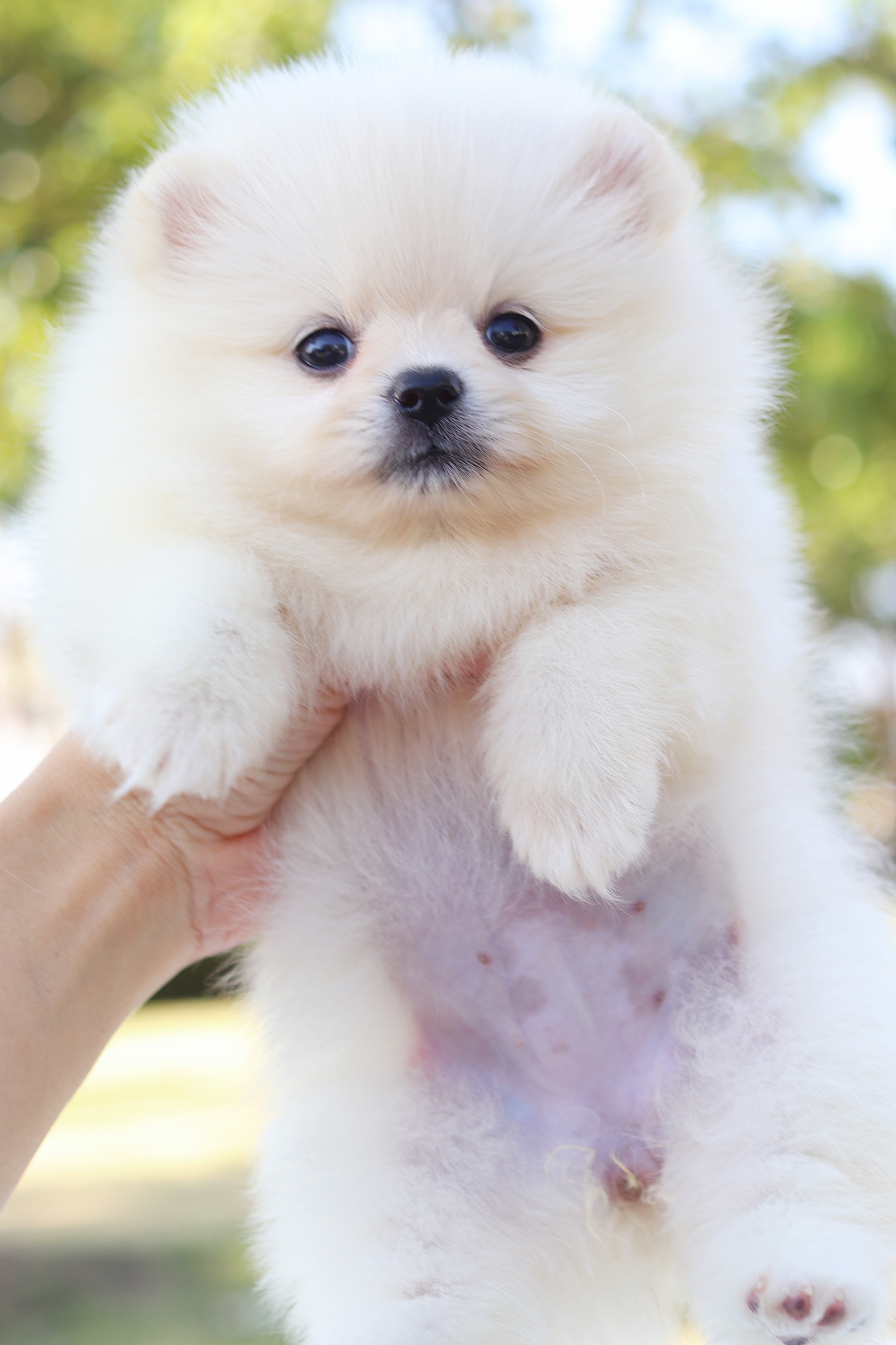 ปอมเมอเรเนียน เพศเมีย สีขาวครีม