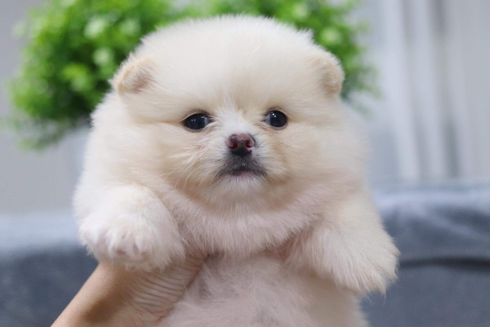 ปอมเมอเรเนียน เพศผู้