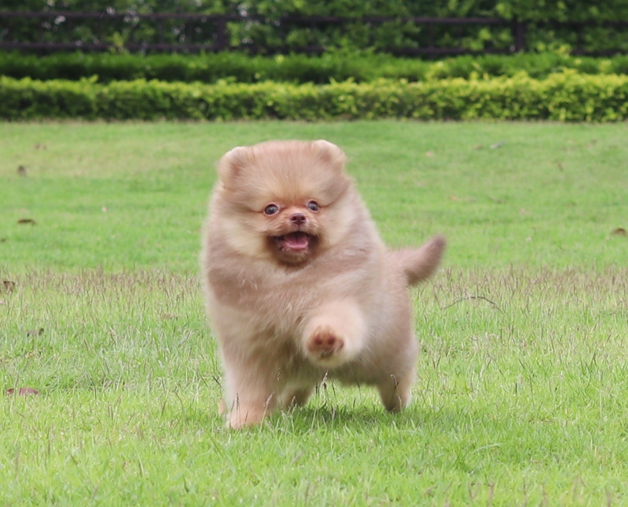 ปอมเมอเรเนียน เพศผู้สีส้ม