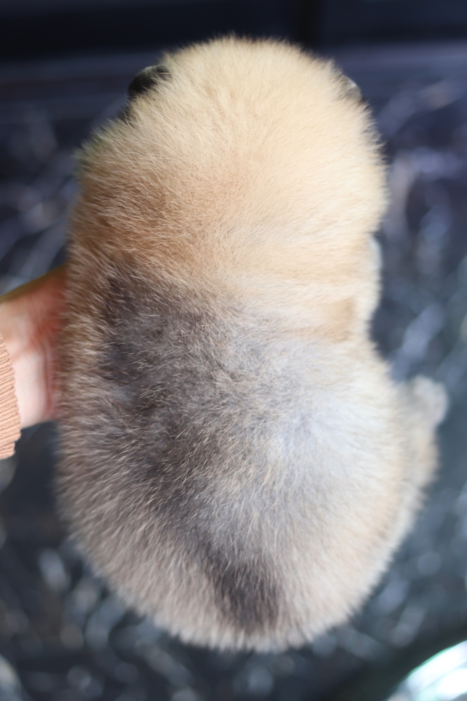 ปอมเมอเรเนียน เพศผู้ สีส้ม