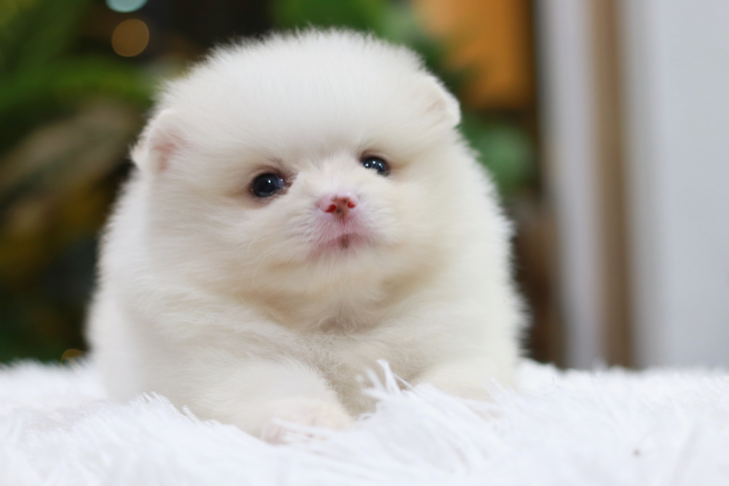 ปอมเมอเรเนียน เพศผู้ สีขาว