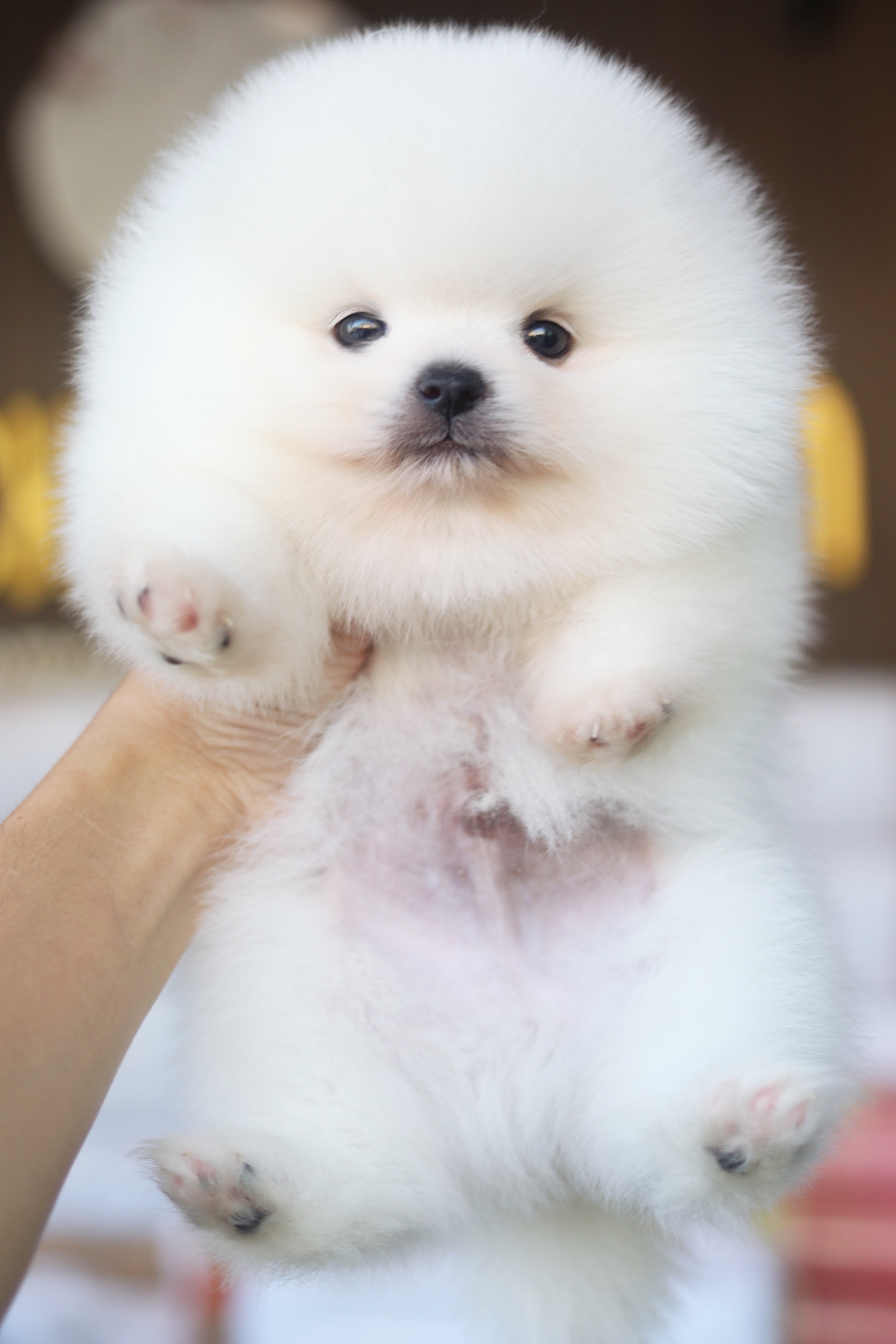 ปอมเมอเรเนียน เพศผู้ ขาวครีม เกรดโชว์