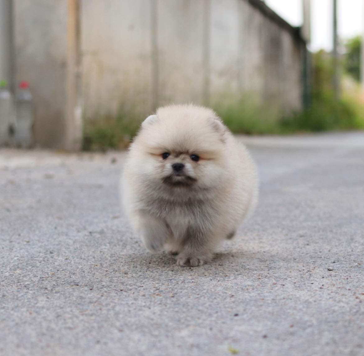 ปอมเมอเรเนียน เพศเมีย