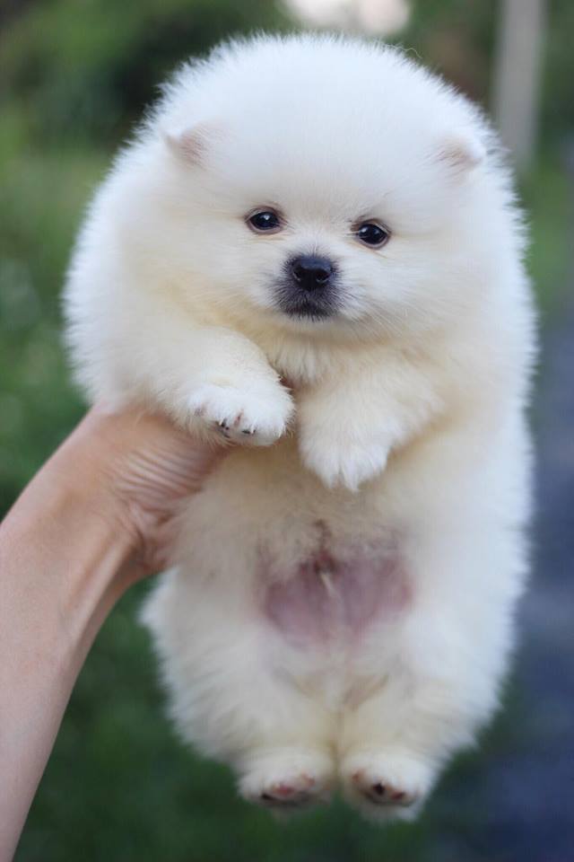 ปอมเมอเรเนียน เพศผู้สีขาว