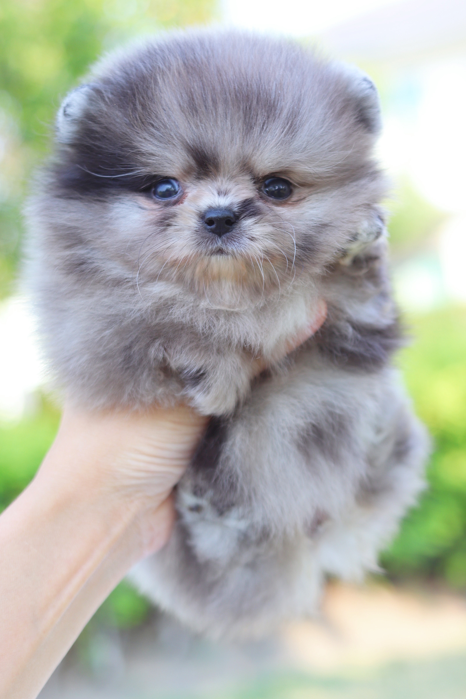 ปอมเมอเรเนียน เพศเมียสีเมอร์เร่เกรดโชว์