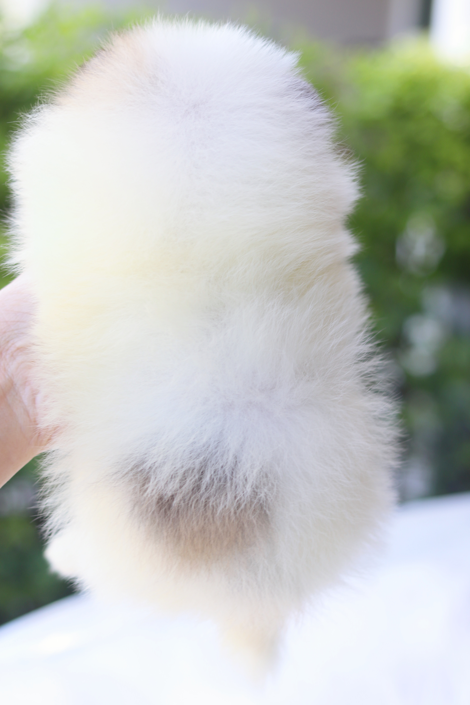 ปอมเมอเรเนียน เพศเมียสีแฟนซี เกรดโชว์