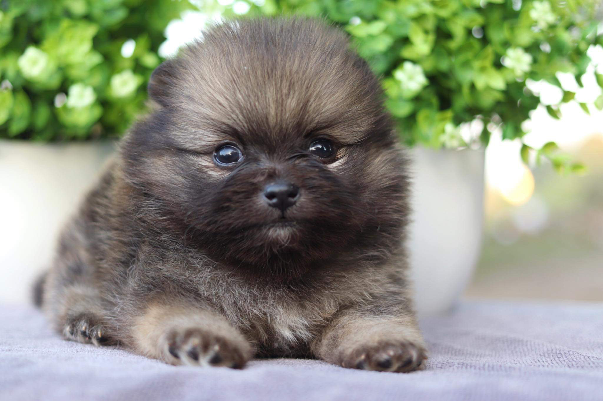 ปอมเมอเรเนียน เพศผู้