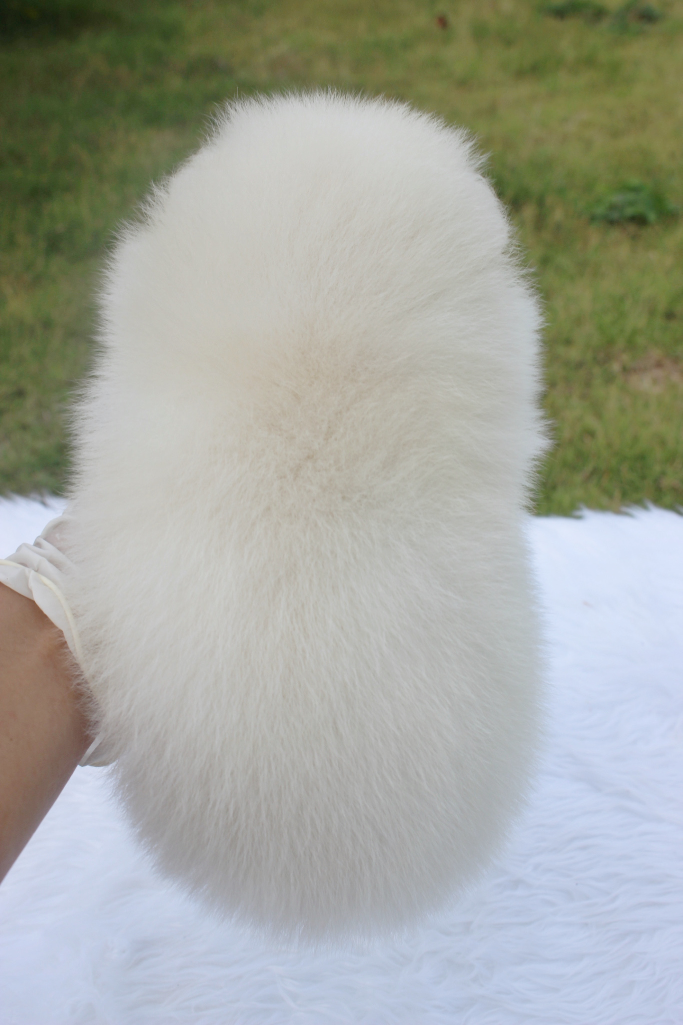 ปอมเมอเรเนียน เพศผู้ขาวครีม