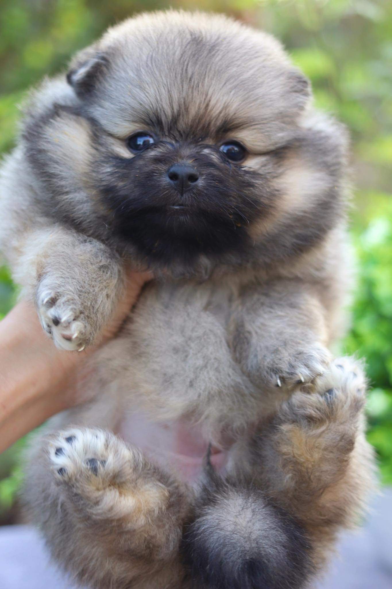 ปอมเมอเรเนียน เพศเมีย