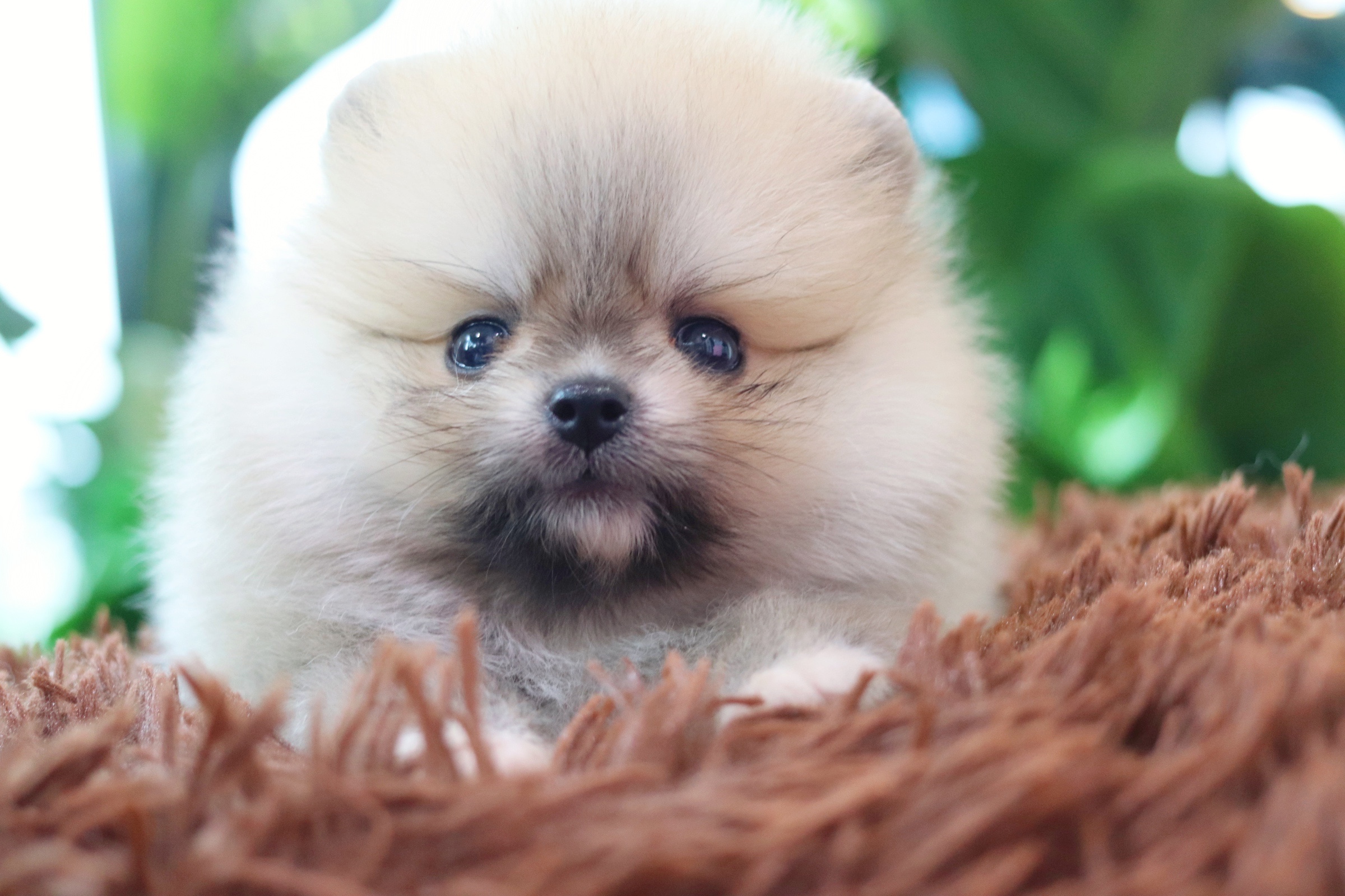 ปอมเมอเรเนียน เพศผู้สีส้ม