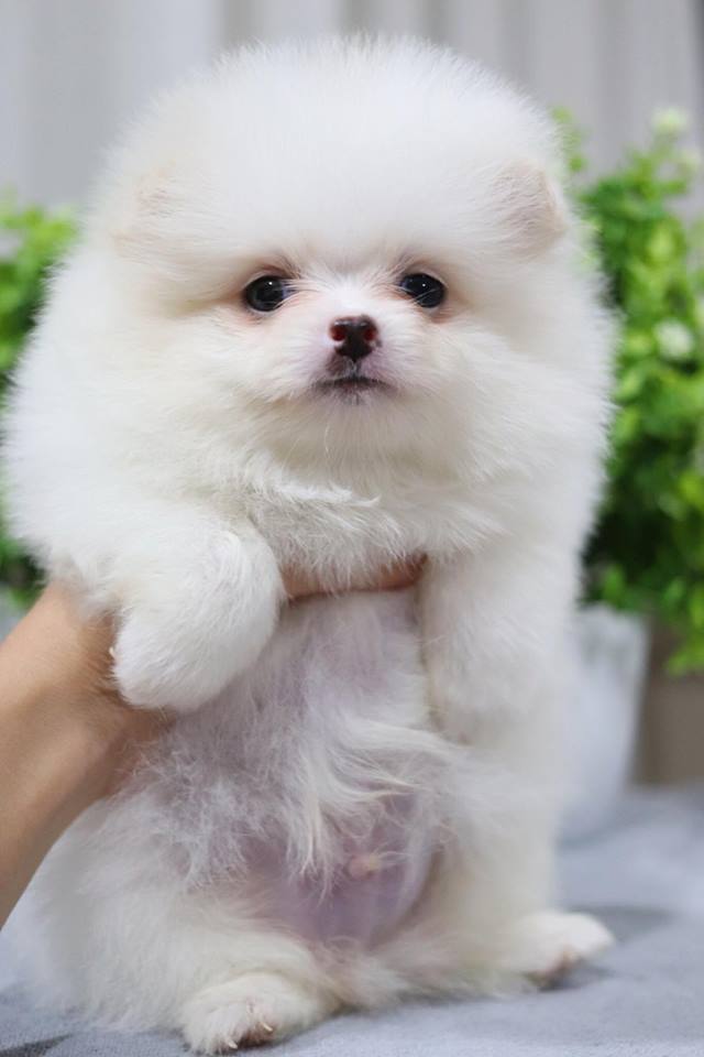 ปอมเมอเรเนียน เพศผู้