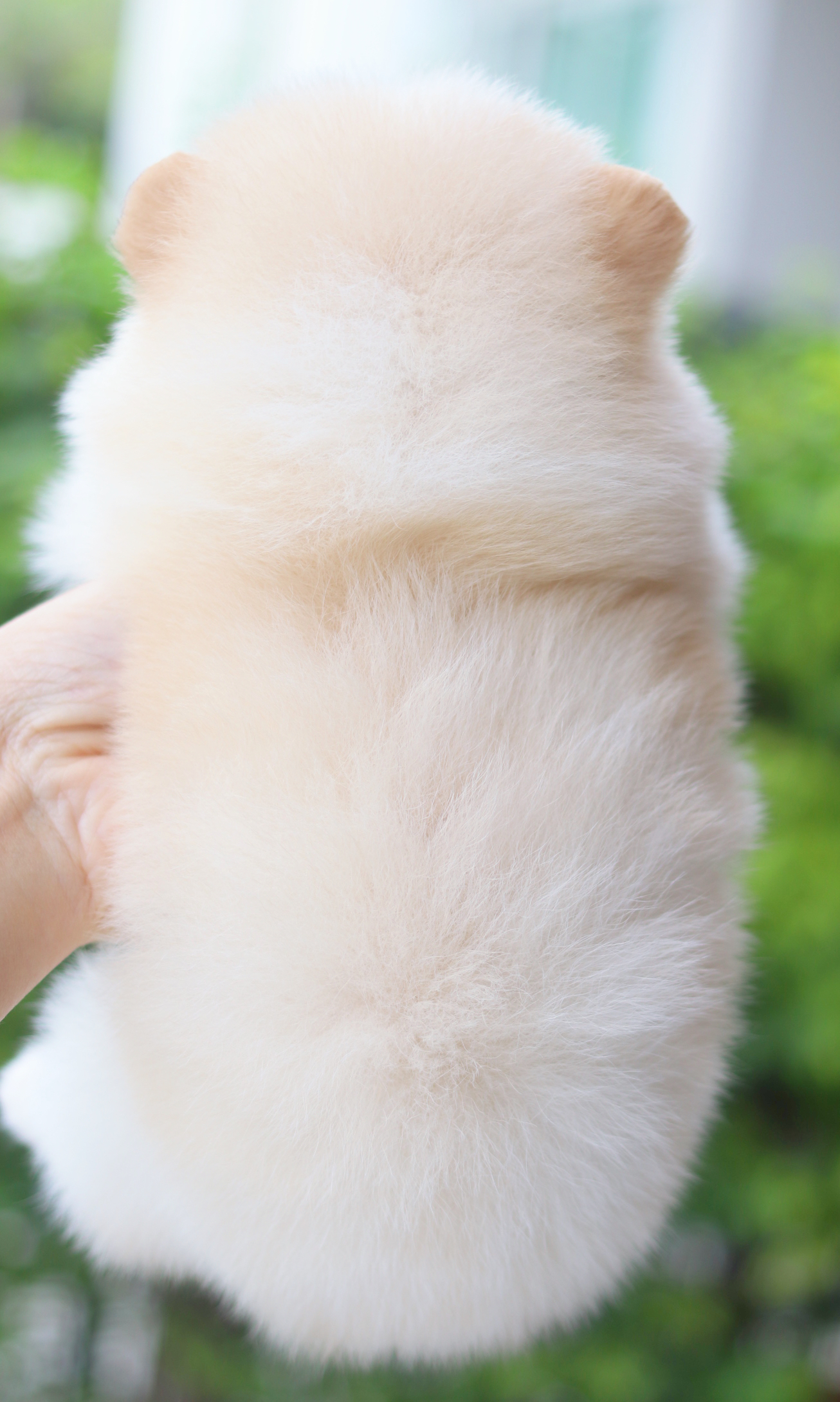 ปอมเมอเรเนียน เพศเมียสีครีม