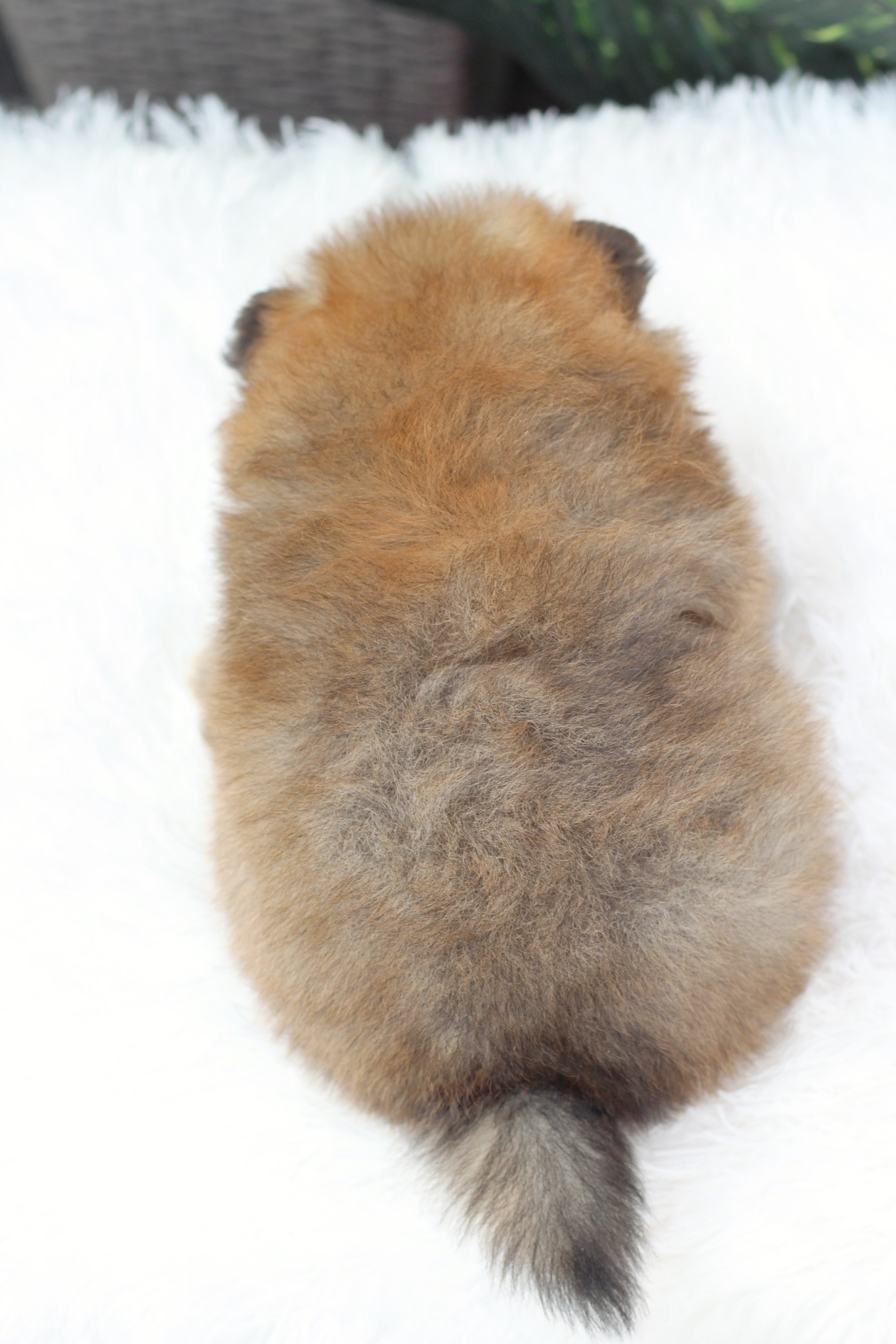 ปอมเมอเรเนียน เพศผู้ สีส้ม