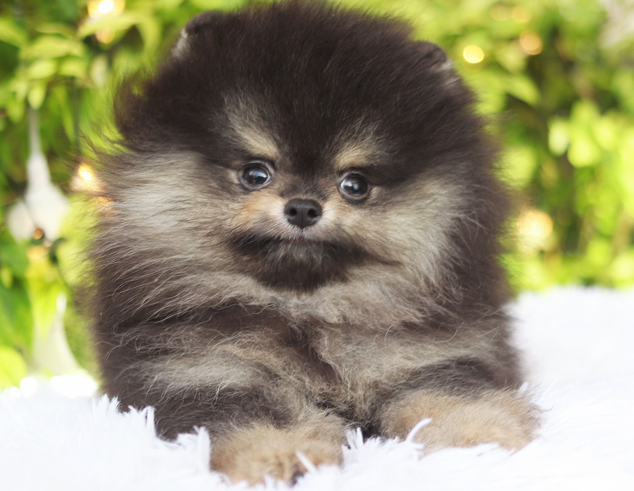 ปอมเมอเรเนียน เพศผู้สีแบล็คแทนเกรดโชว์