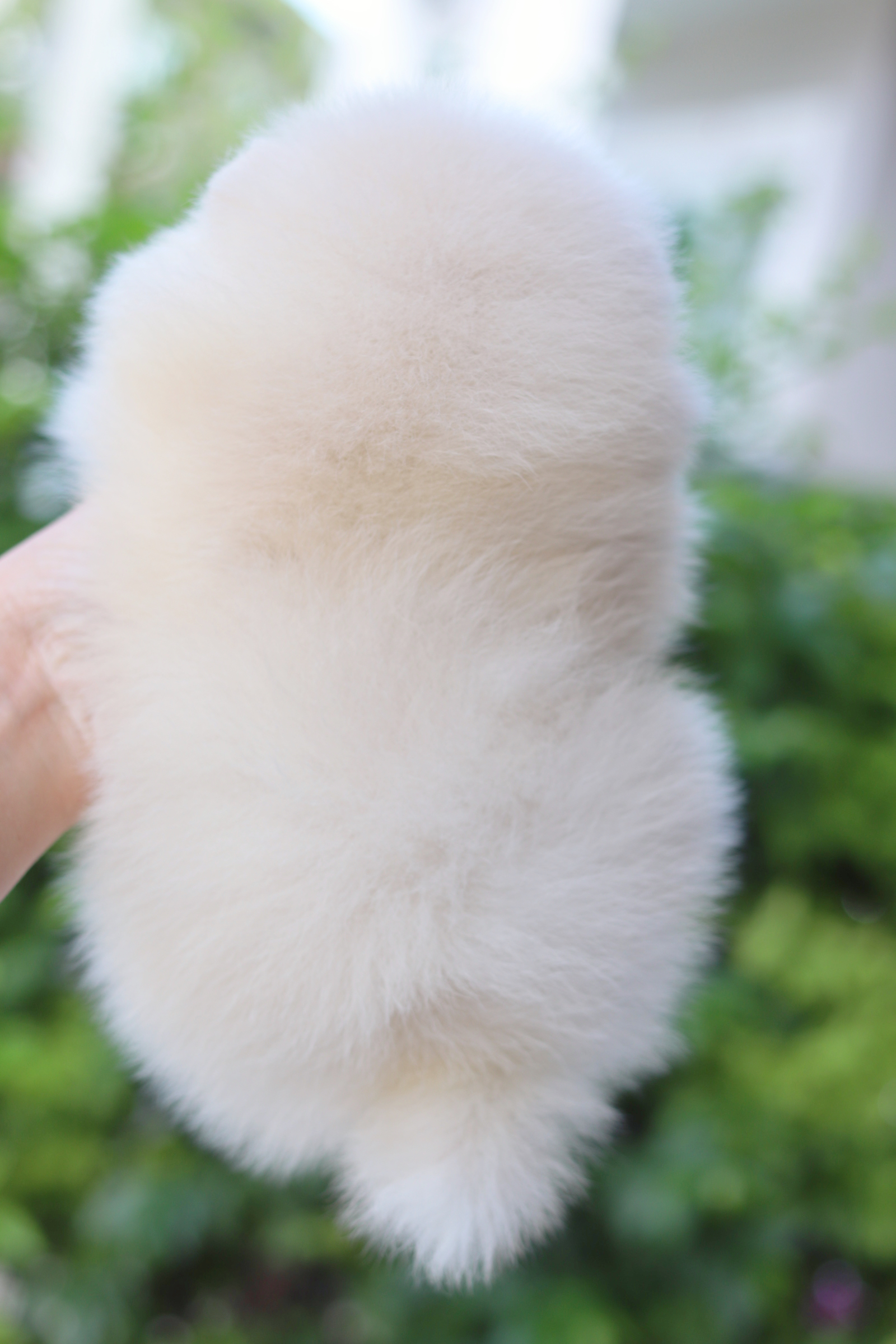 ปอมเมอเรเนียน เพศเมียสีขาวครีม