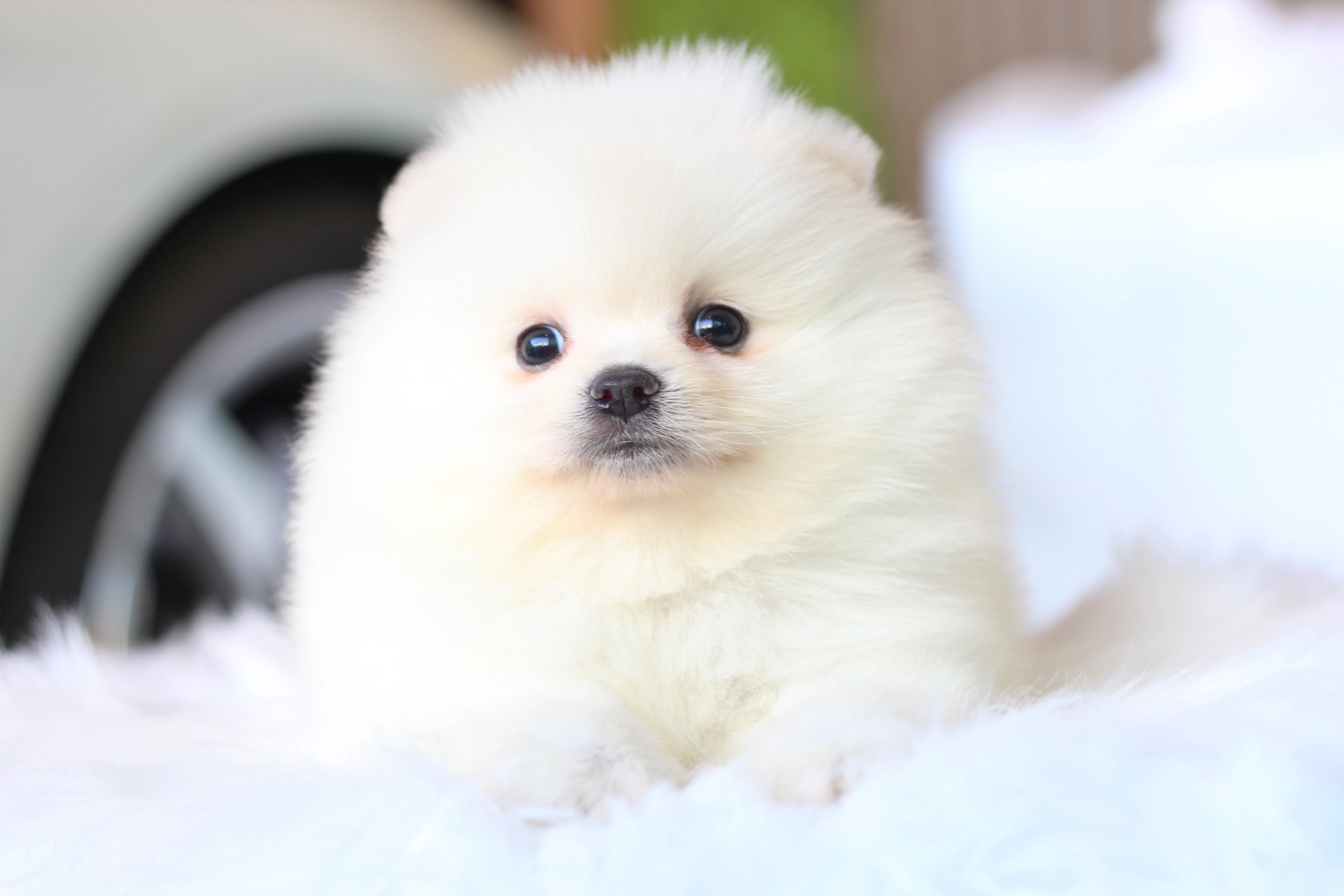 ปอมเมอเรเนียน เพศผู้ สีขาวครีมไซส์ปกติ