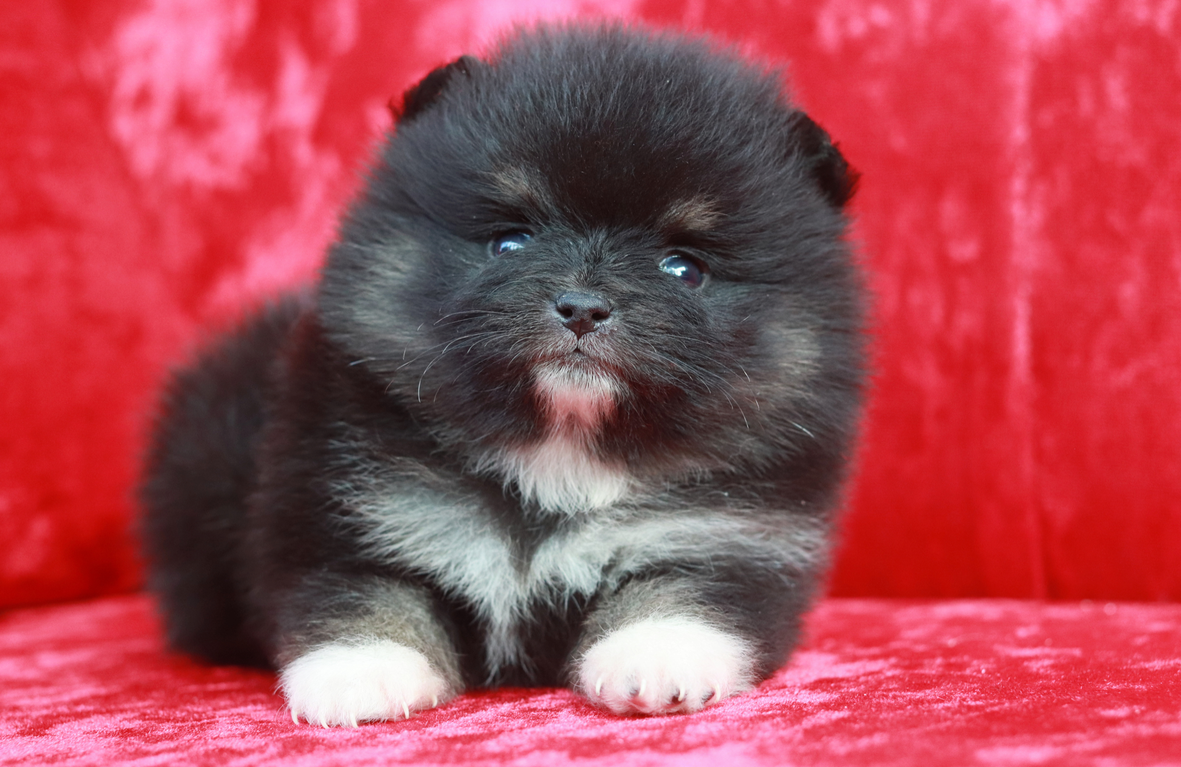 ปอมเมอเรเนียน เพศเมีย แบล็คแทน