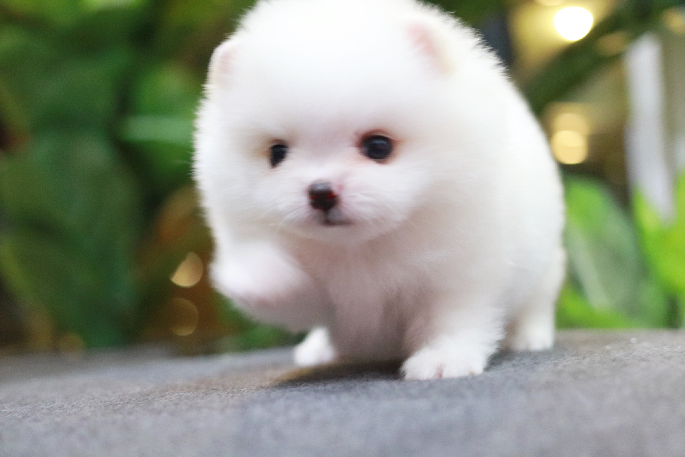 ปอมเมอเรเนียน เพศผู้