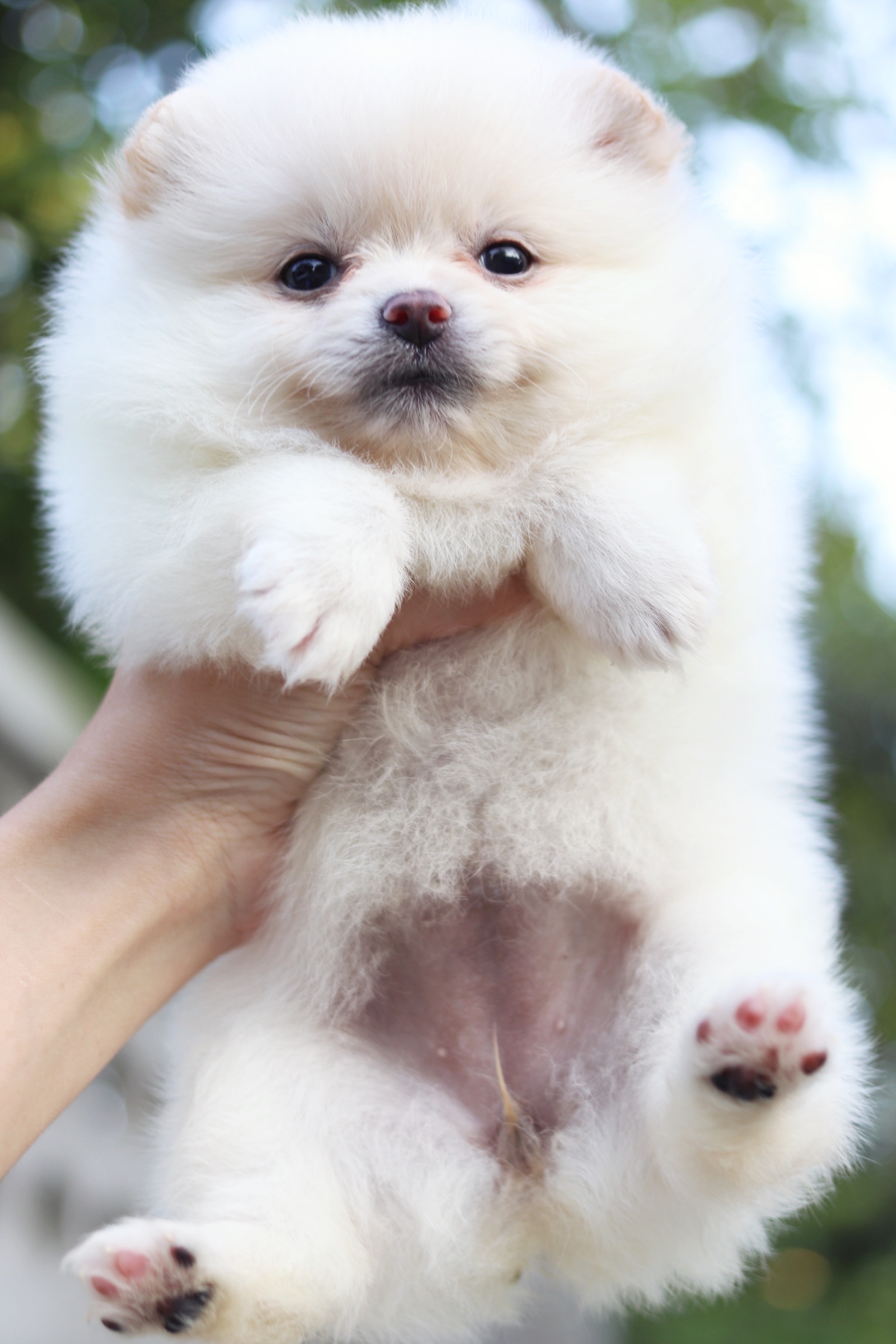 ปอมเมอเรเนียน เพศเมียสีครีม